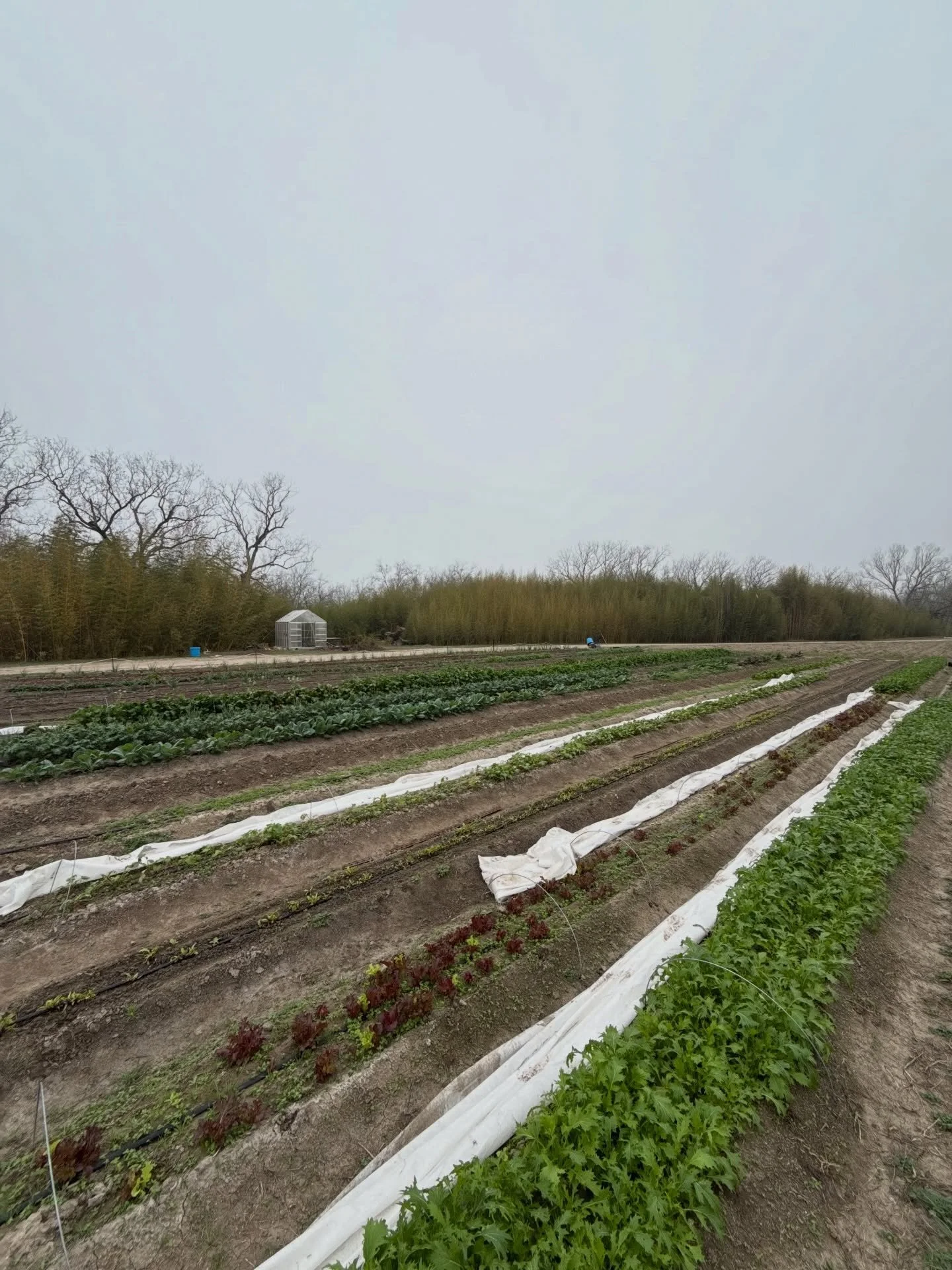 Harvesting greens for the New Braunfels Farmers market tomorrow. See y&rsquo;all there from 9-1. Fingers crossed we get rain later today