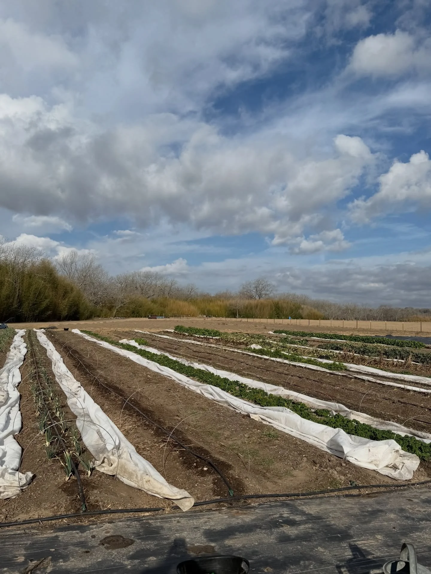 The garden made it through the freeze and most of the garden survived. I am pleased with how the freeze cloth performed and in the second photo you can see the difference it made.