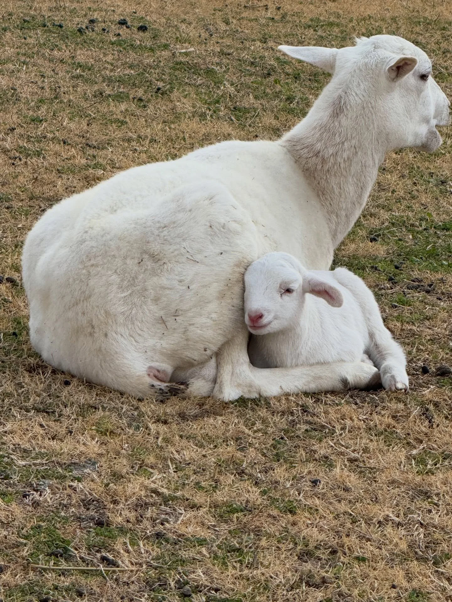 I think the animals are enjoying the 80 degree weather today after last week
