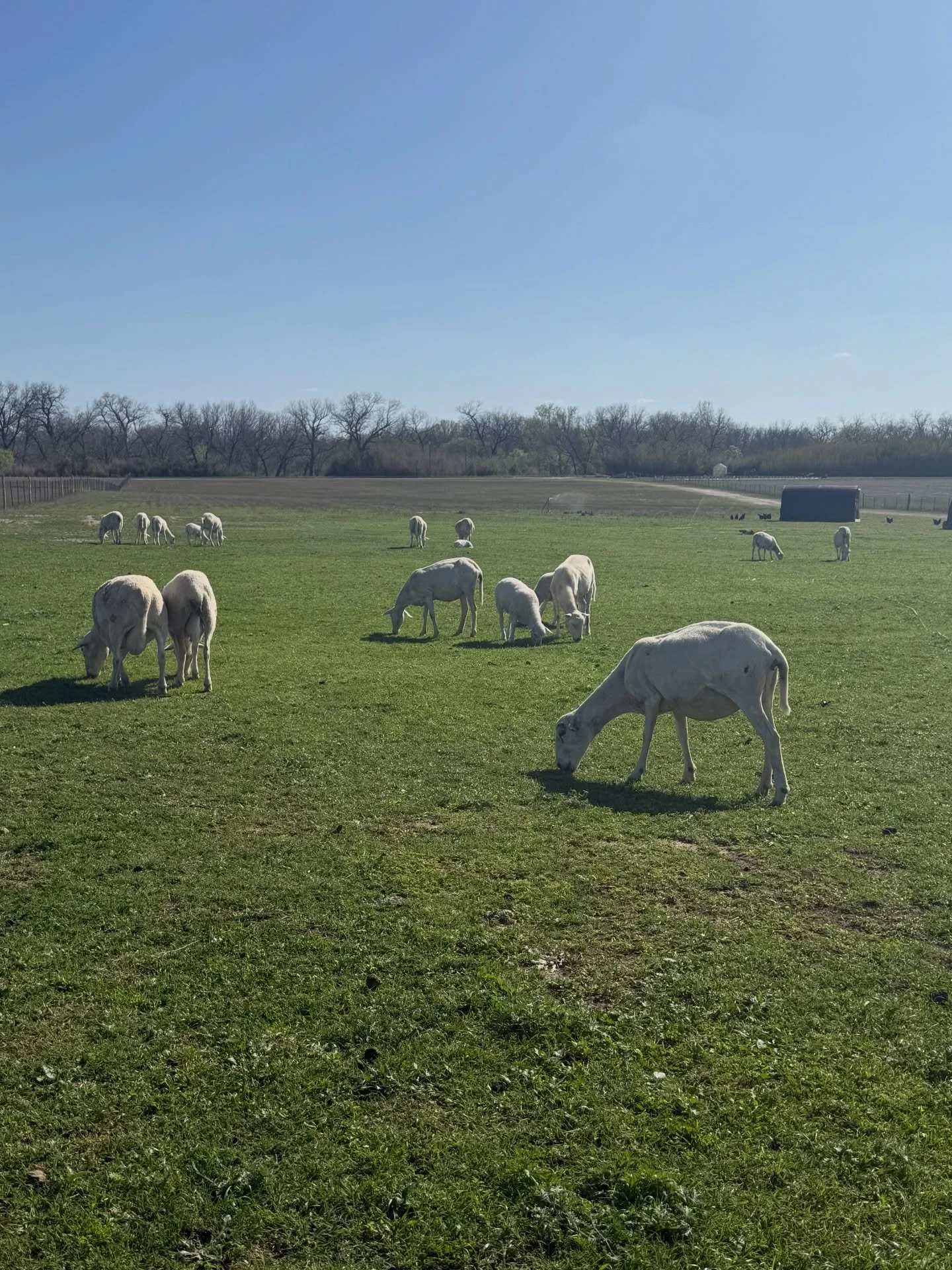 The sheep have been enjoying the fresh spring grass lately. They are also shedding their winter coats right now just in time for the warmer weather this weekend. The sheep are St. Croix sheep which don&rsquo;t have the typically woolly coat you norma