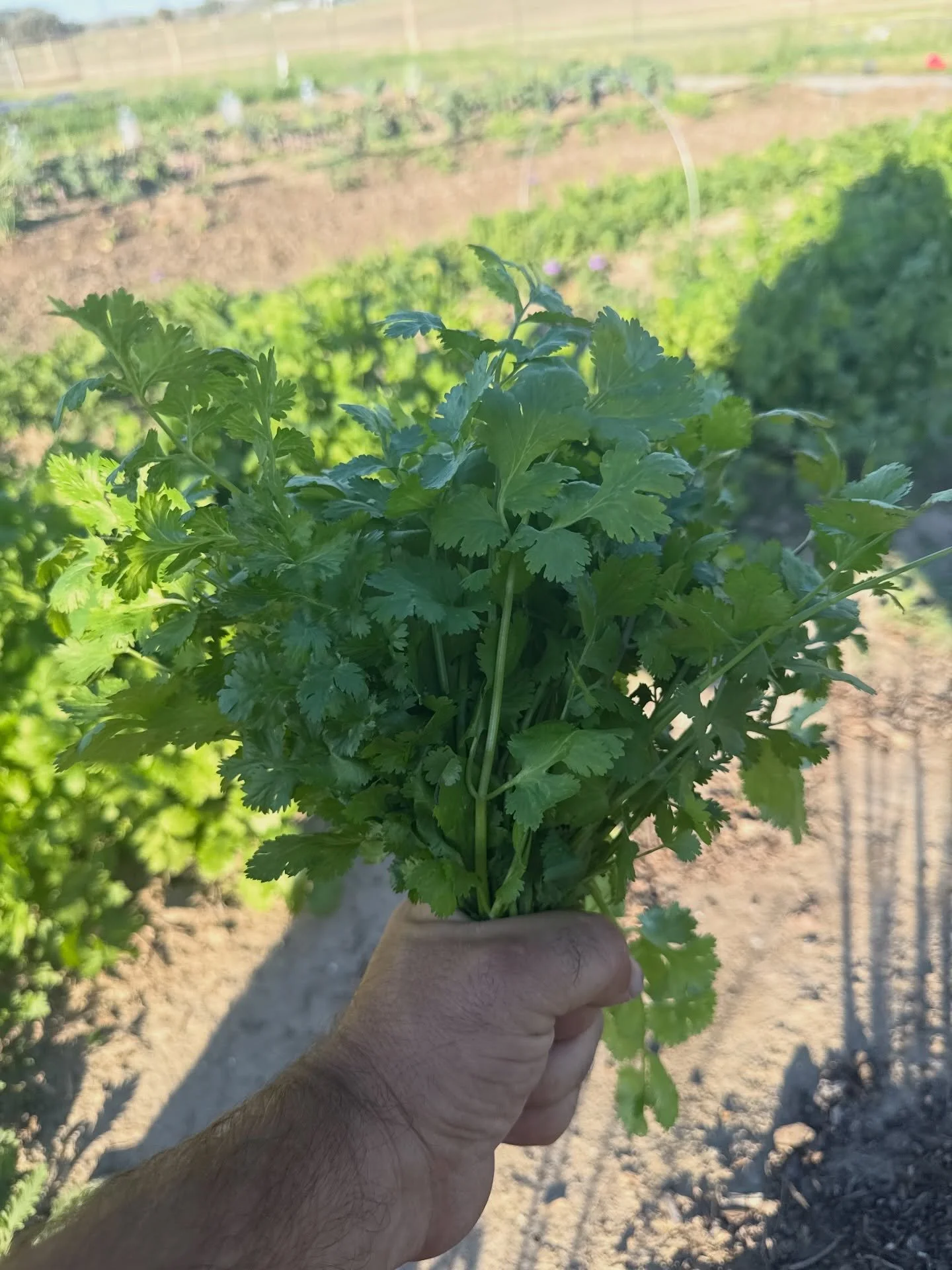 See y&rsquo;all in New Braunfels tomorrow from 9-1