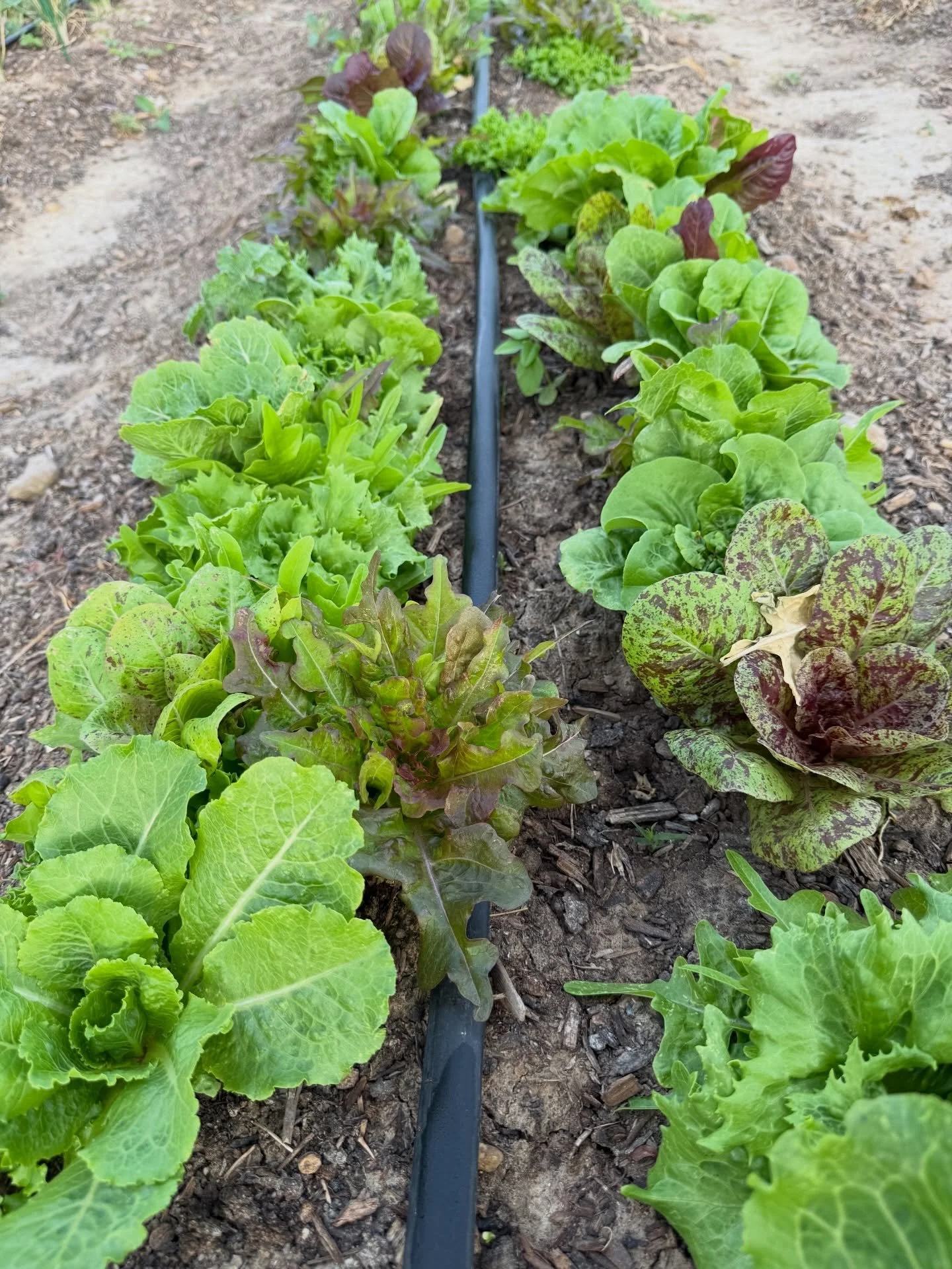 Lettuce be glad it&rsquo;s Friday and that I&rsquo;ll be at the New Braunfels Farmers Market tomorrow from 9-1