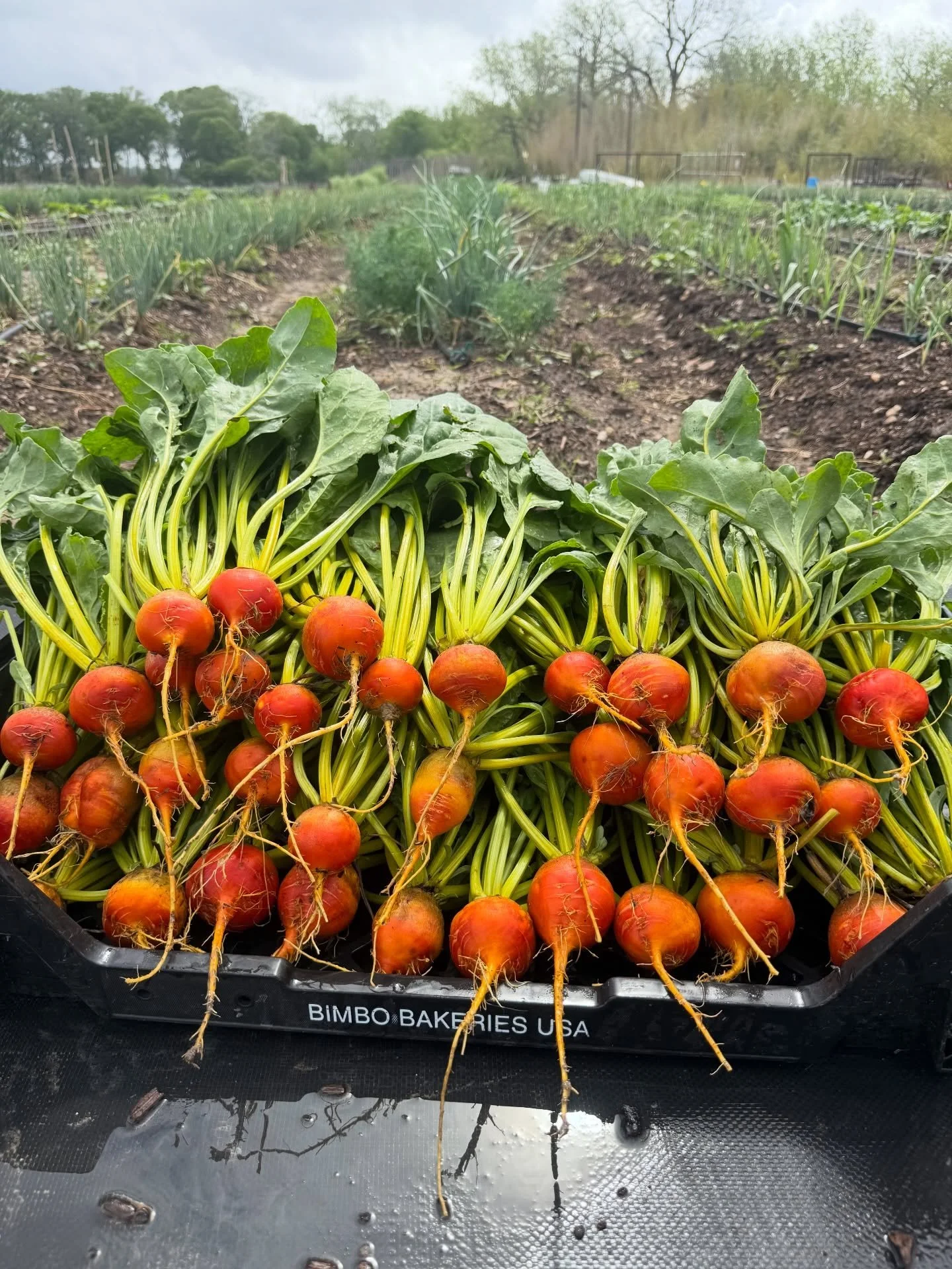 Harvesting veggies for the New Braunfels Farmers Market tomorrow in a garden of mud. Super glad we got much needed rain