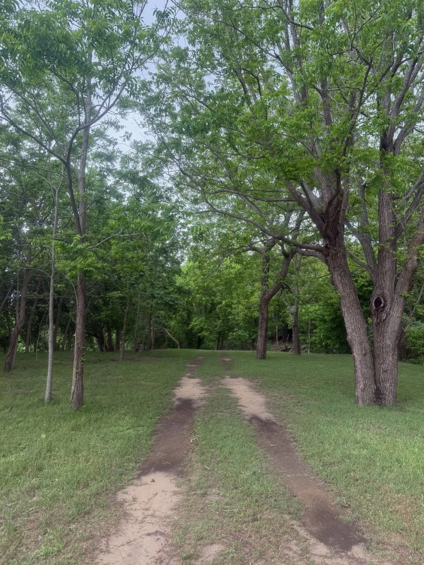 Happy National Pecan Day from the pecan grove down by the river