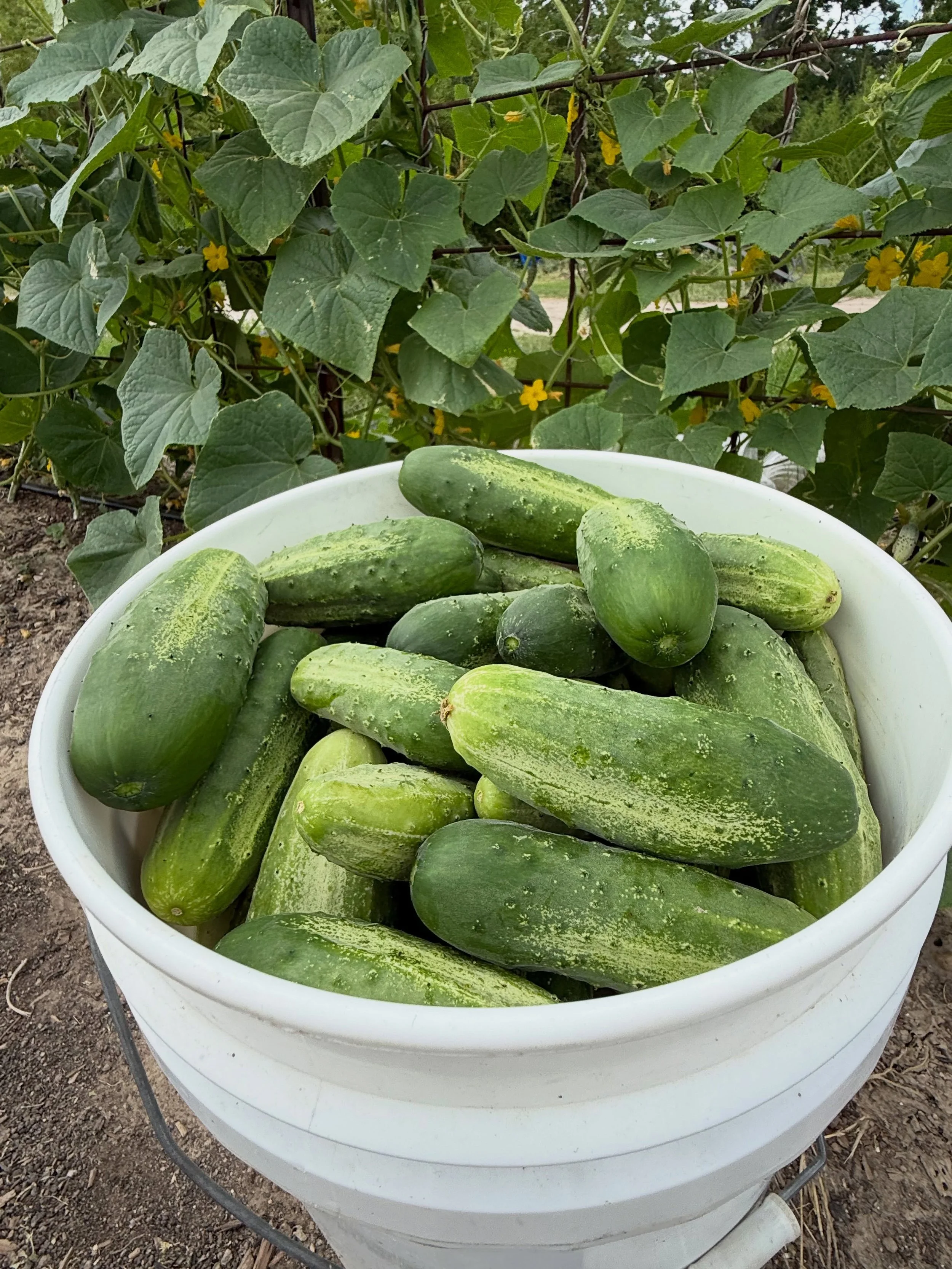 See y&rsquo;all in New Braunfels tomorrow at the farmers market from 9-1. I&rsquo;ll have lots of pickling cucumbers among other veggies from the garden