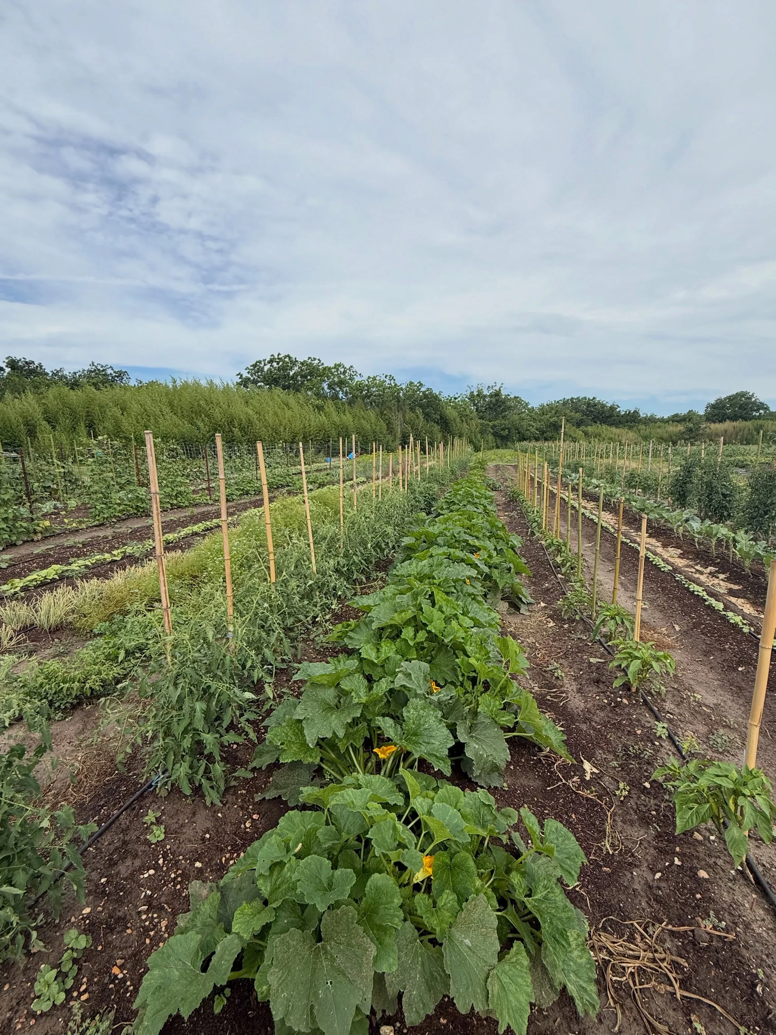 Summer is definitely here at the farm but the garden is loving all the rain and steadily growing and producing