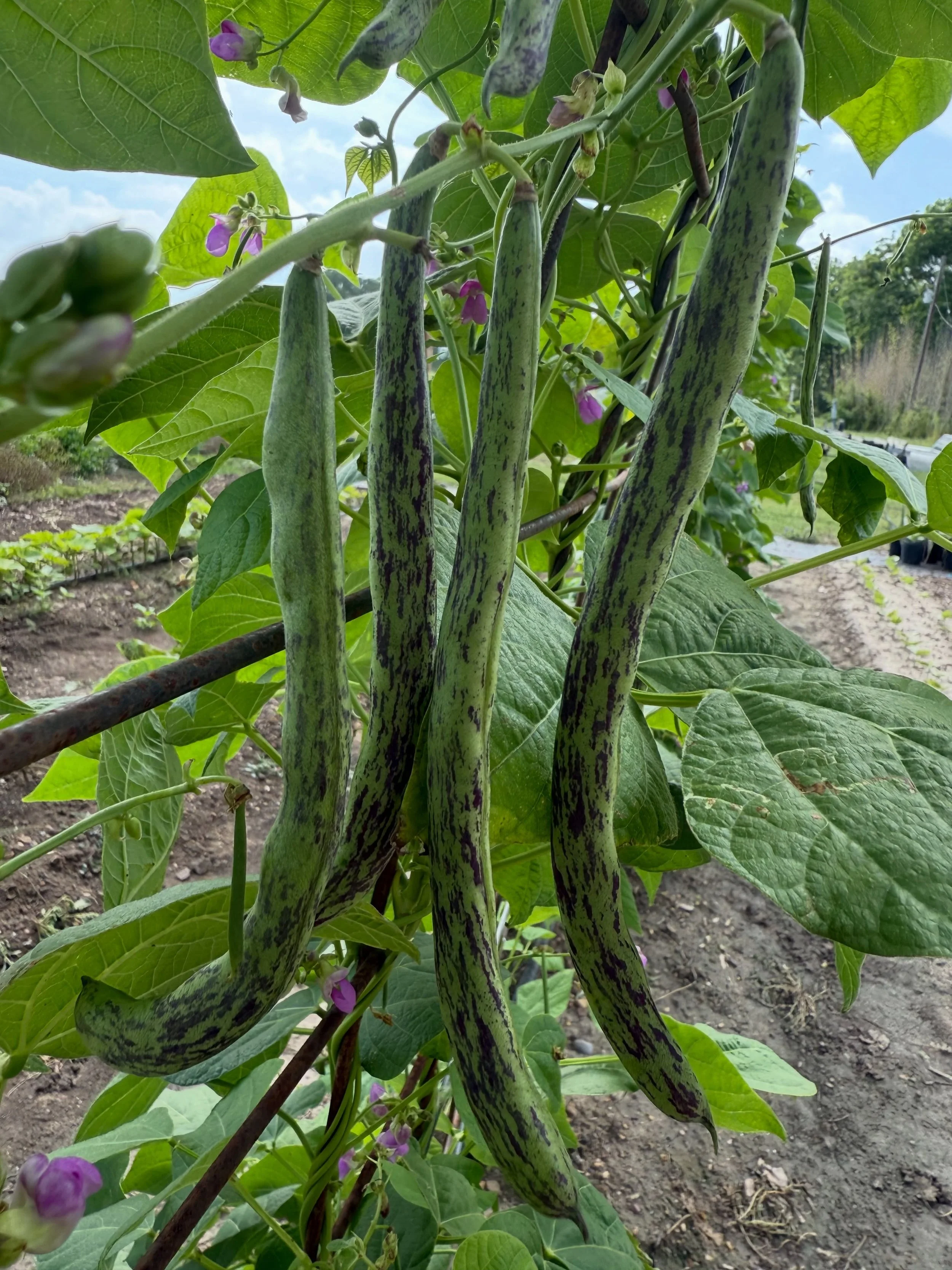 See y&rsquo;all in New Braunfels tomorrow from 9-1 at the farmers market. New to the spread tomorrow: green beans and sweet corn and some bell and banana peppers.