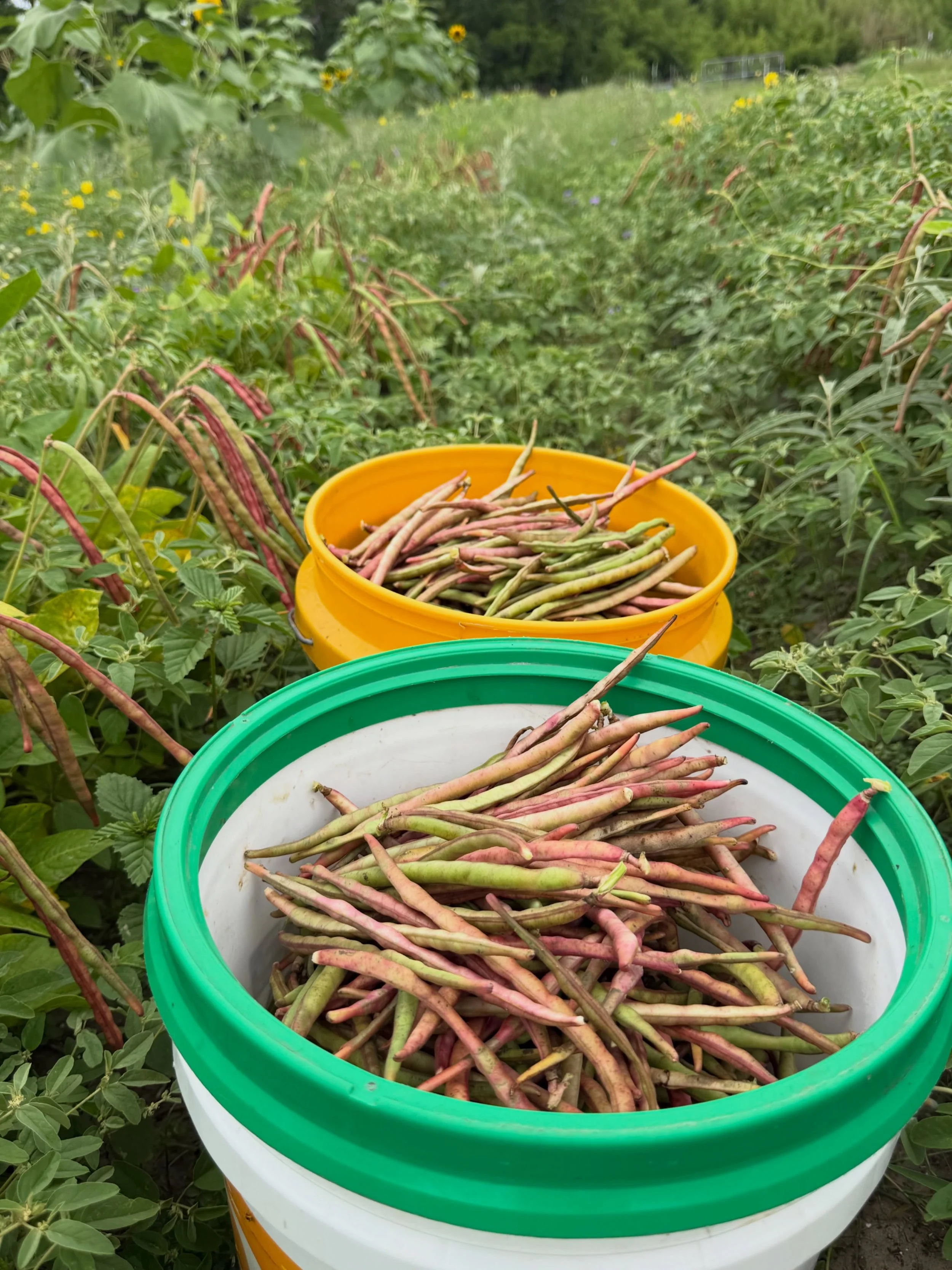 Farmers market tomorrow in New Braunfels from 9-1. The summer garden is still cranking out fresh veggies everyday and the purple hull peas are starting to kick in. I&rsquo;ll have a limited amount of those tomorrow in addition to three kinds of squas