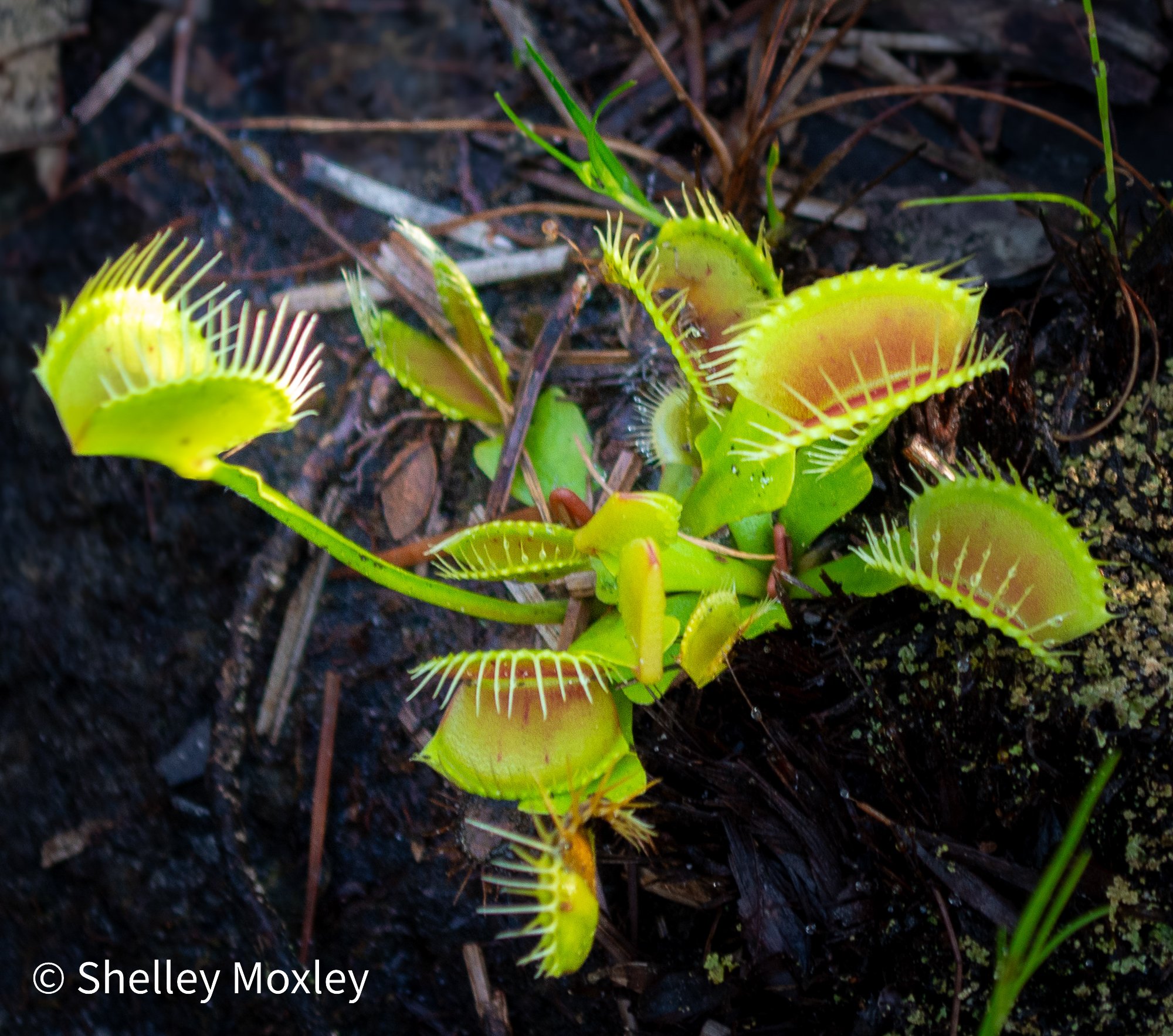 The Carnivore of Eden