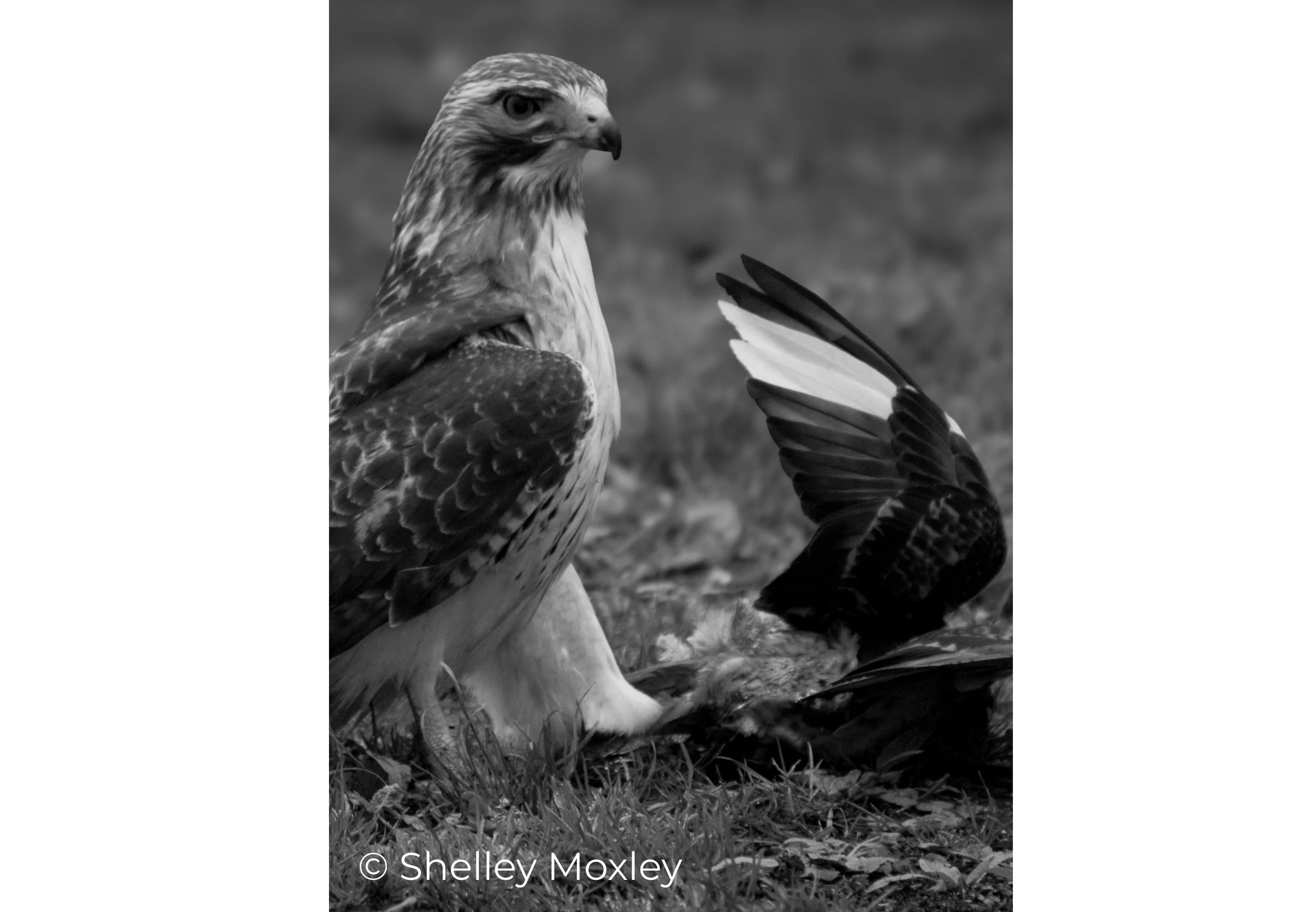 Galleries — The Wingspan Project