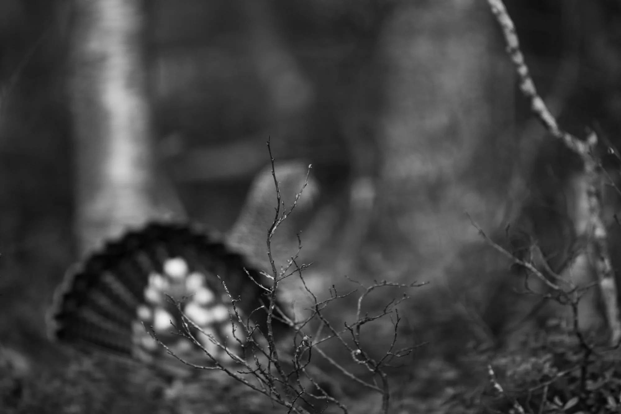 2025-05-18_07-15-28_C1-3.JPG