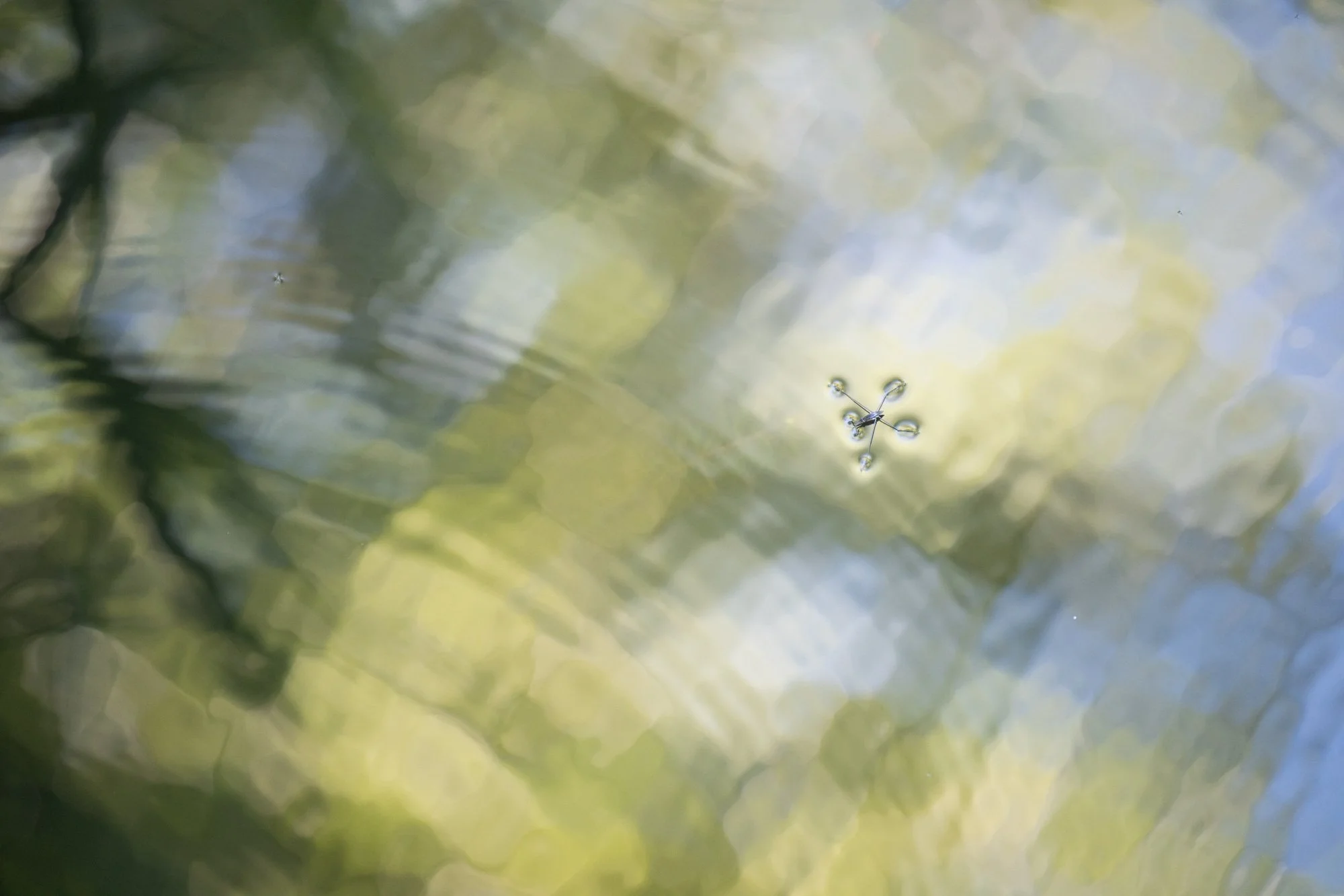 2026-06-13_09-17-12_C1-7.JPG