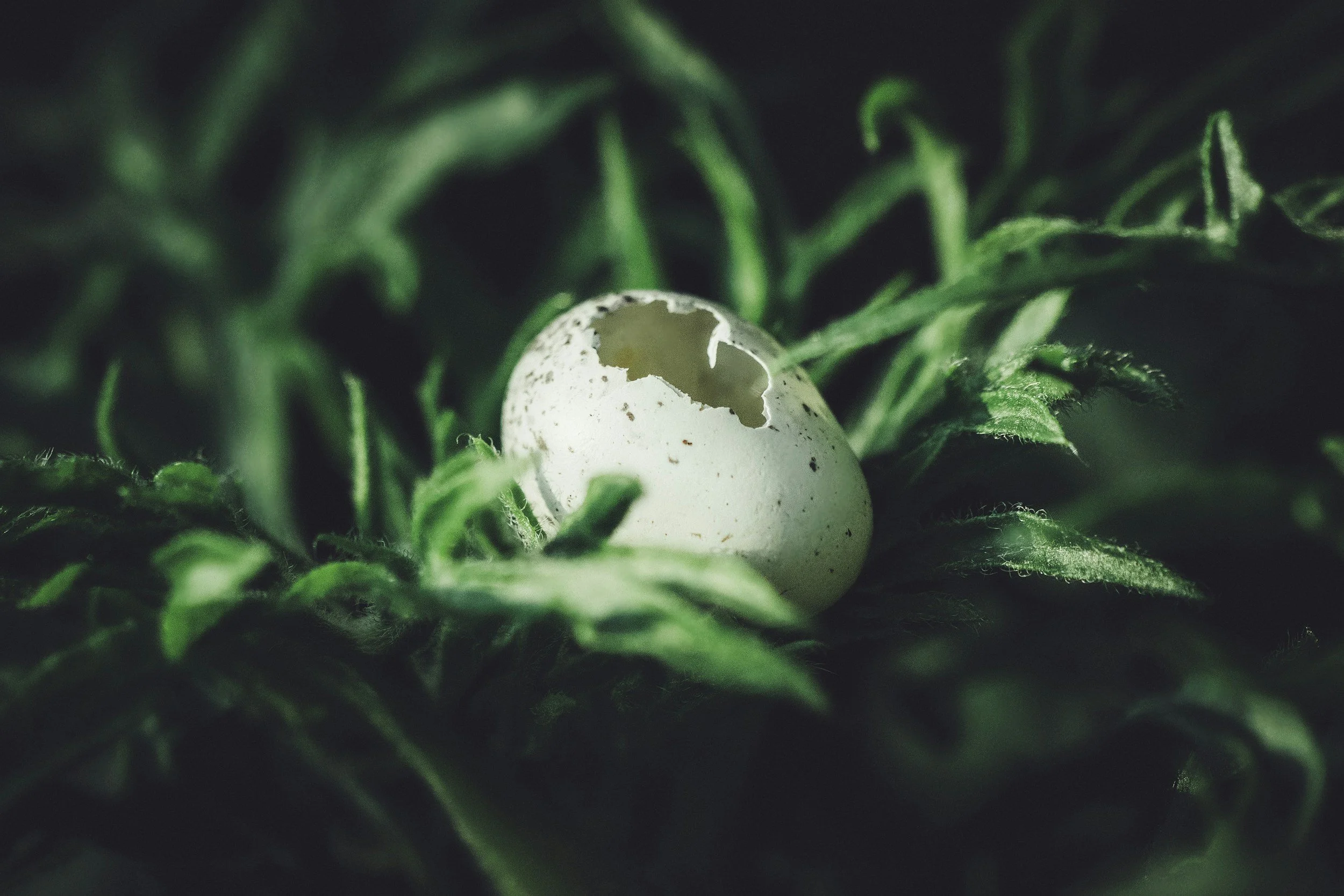 You’re Not Burned Out. You’re Awakening.