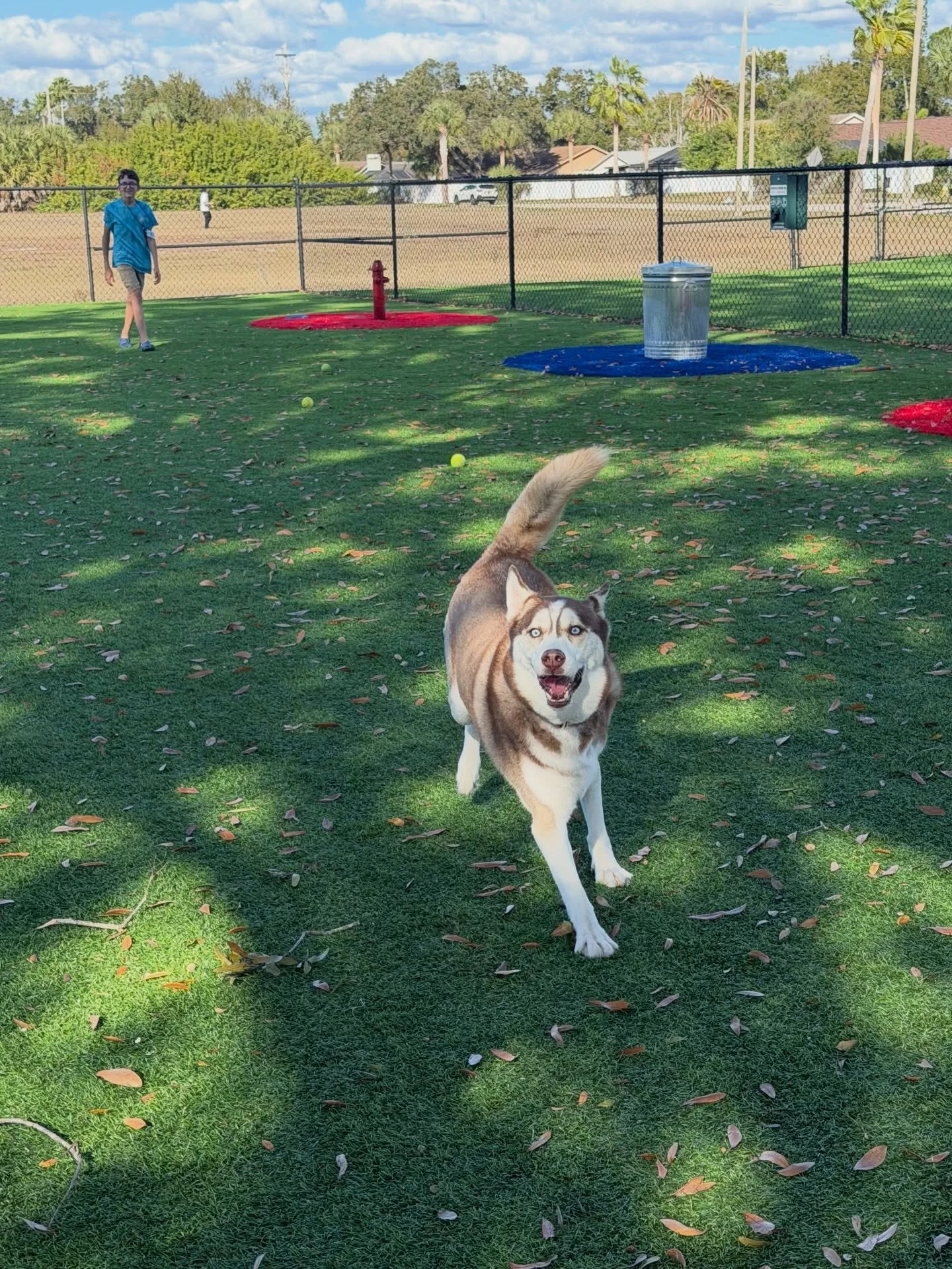 Samoa's dog park adventure. ☀️🐶 We all had a great time!