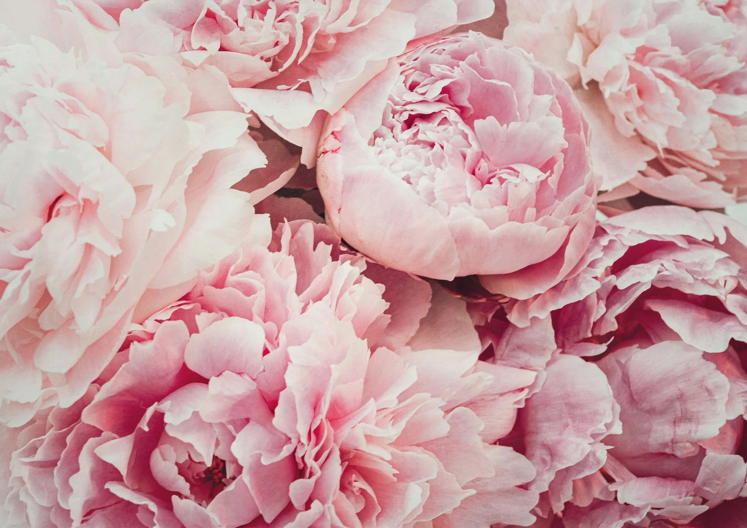 Close-up of pink peony flowers with ruffled petals.