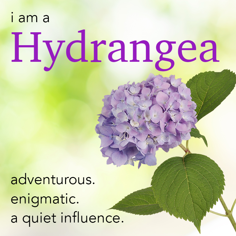 hydrangea.png