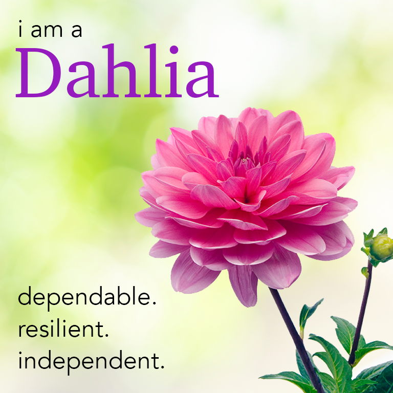 dahlia.png