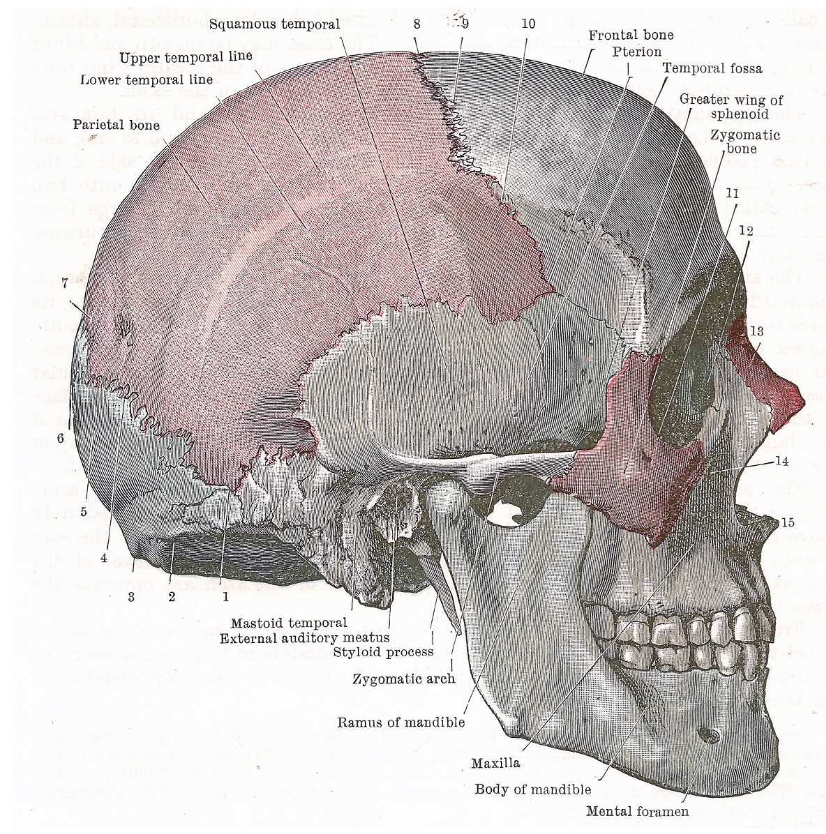 From Specific to Comprehensive: Elevating My TMJ Massage Skills  