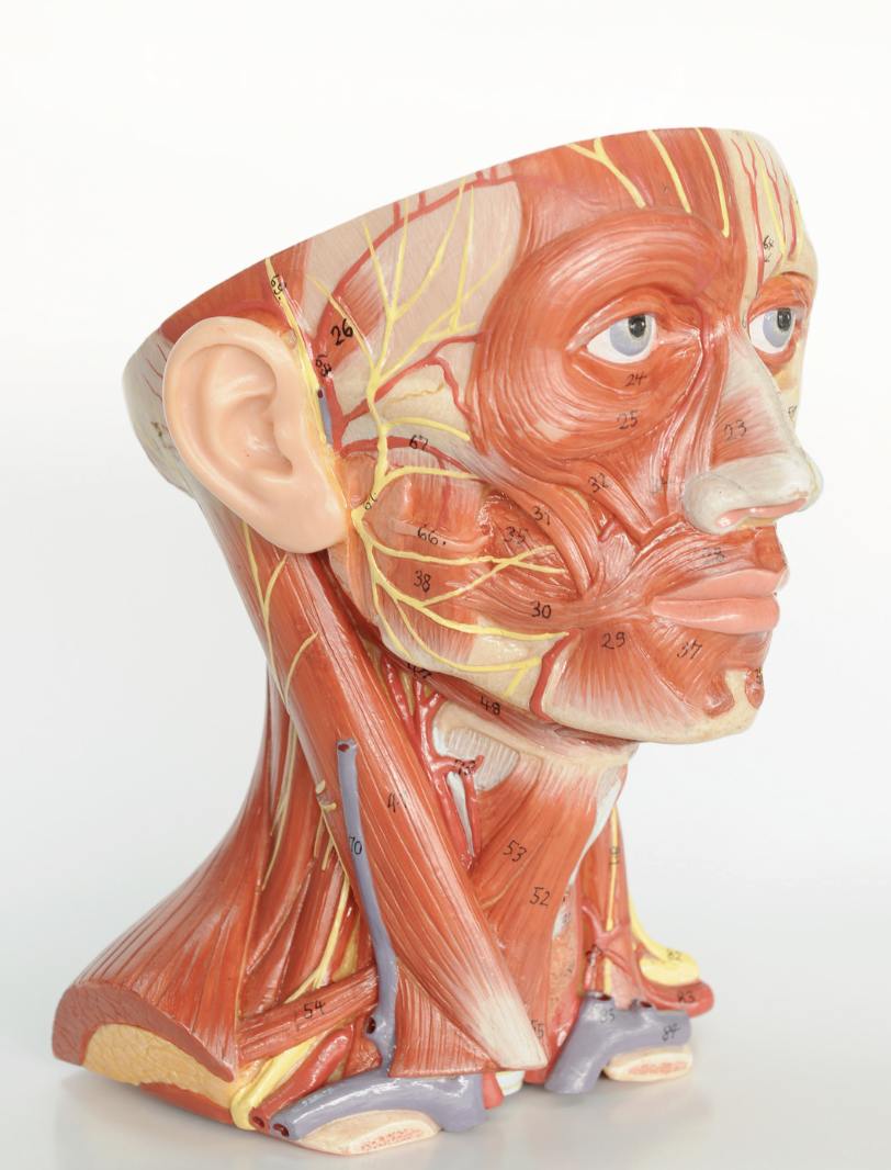 What is TMJ and TMJ-D?