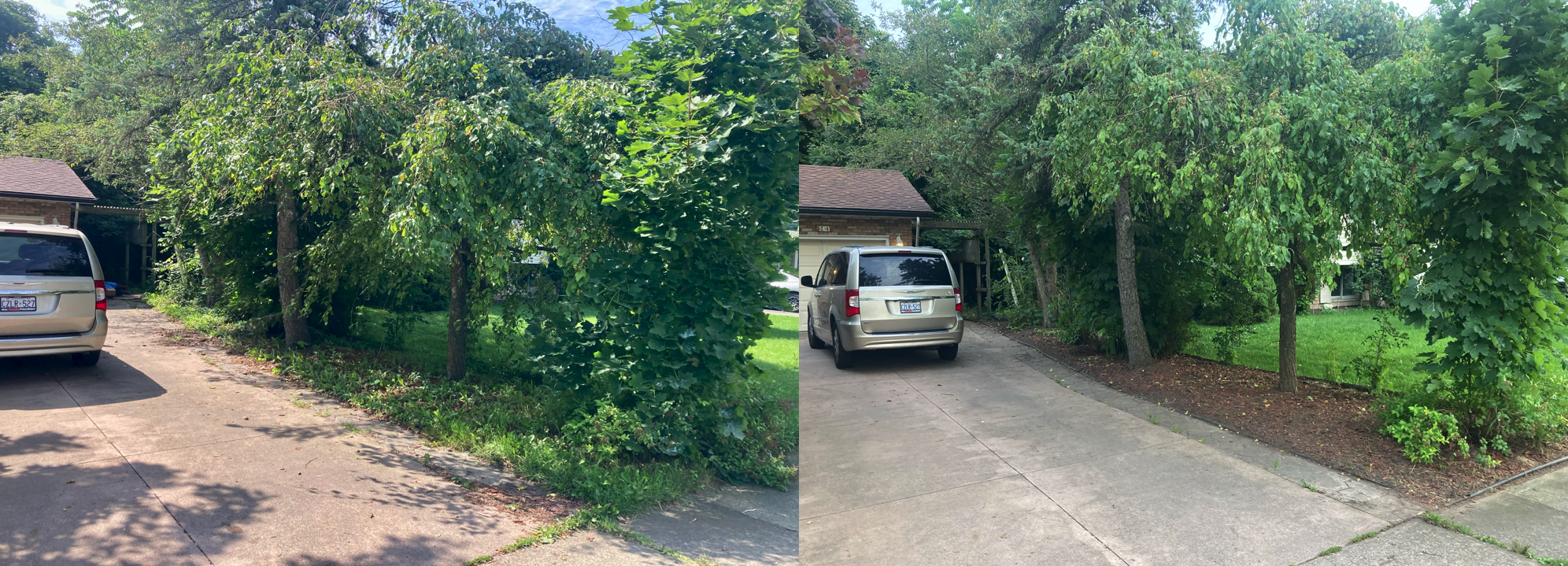 Side-by-side comparison of a residential driveway with densely overgrown bushes and trees on the left, and a cleaned-up driveway with trimmed bushes and clear yard on the right.