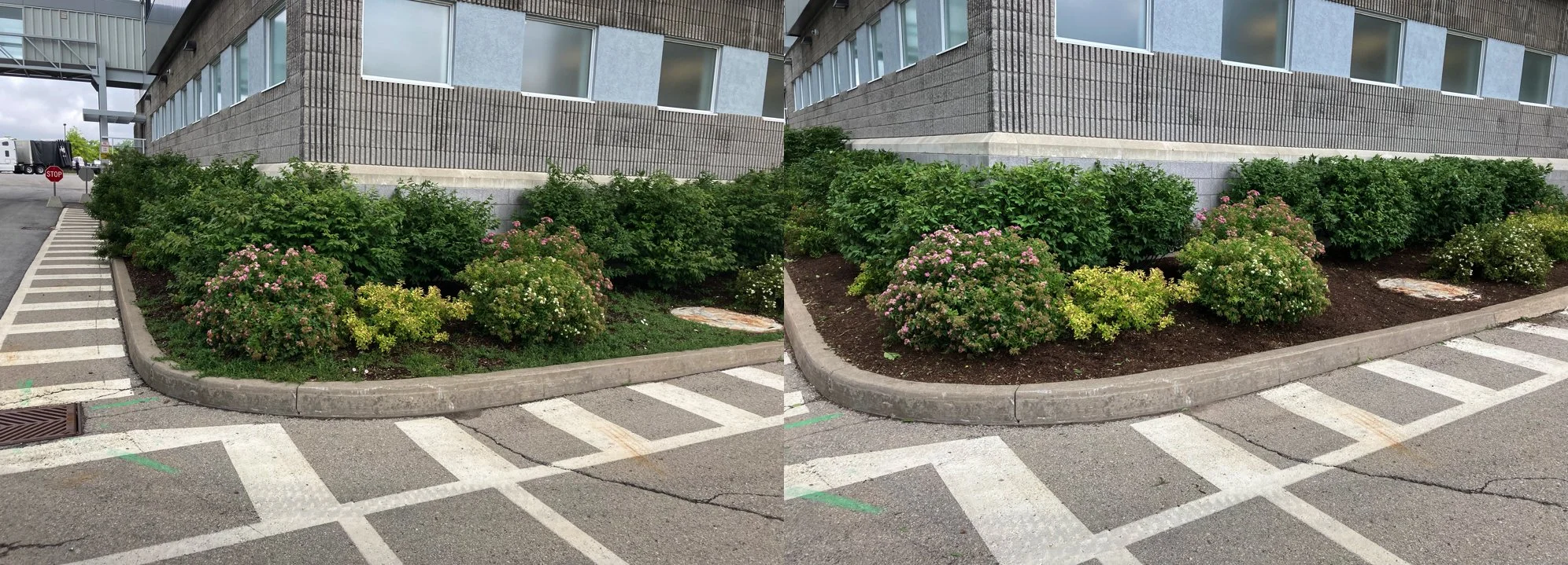Side-by-side comparison of a landscaped area with bushes and flowers next to a building, before and after weeding and bush trimming, on a parking lot with parking lines and a stop sign in the background.
