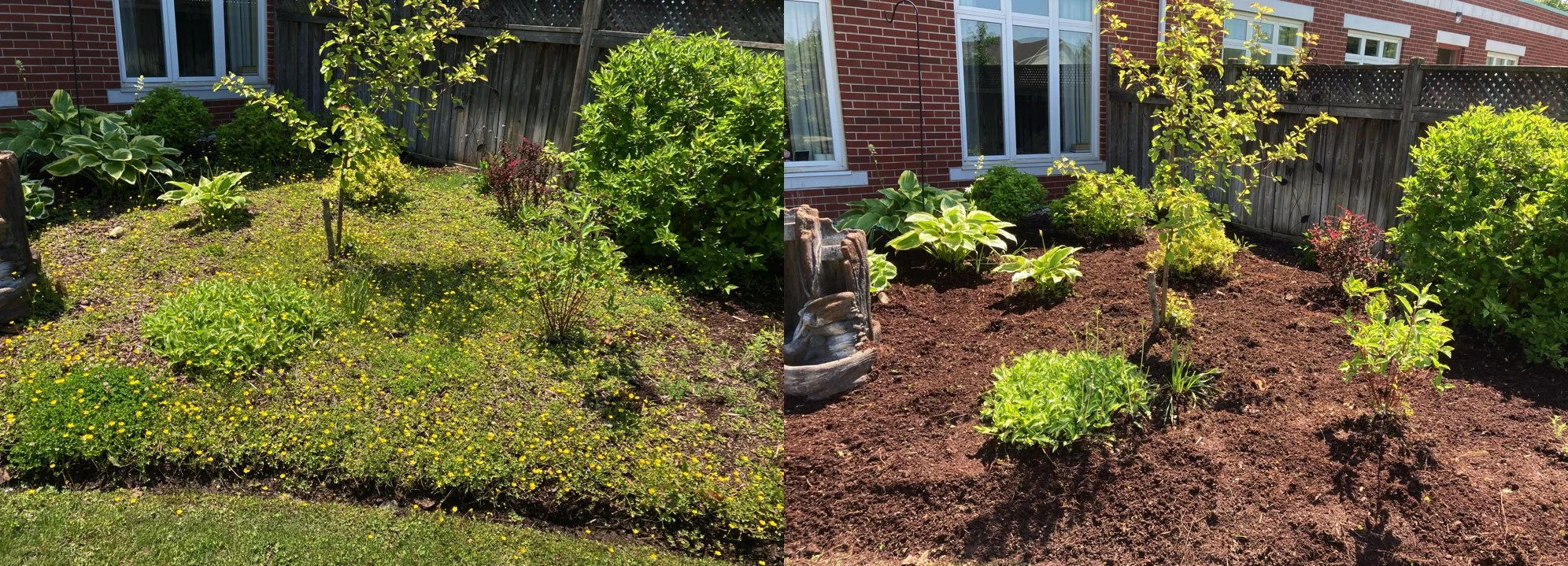 Comparison of a garden before and after weeding, with an existing landscaped area on the left and newly tilled soil with plants on the right.