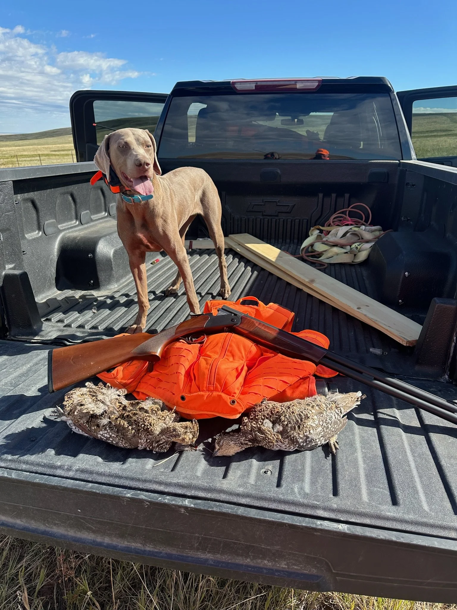 A dog standing in the bed of a black pickup truck with hunting gear, including a dead bird, orange clothing, and a shotgun, against a background of open grassland and blue sky.