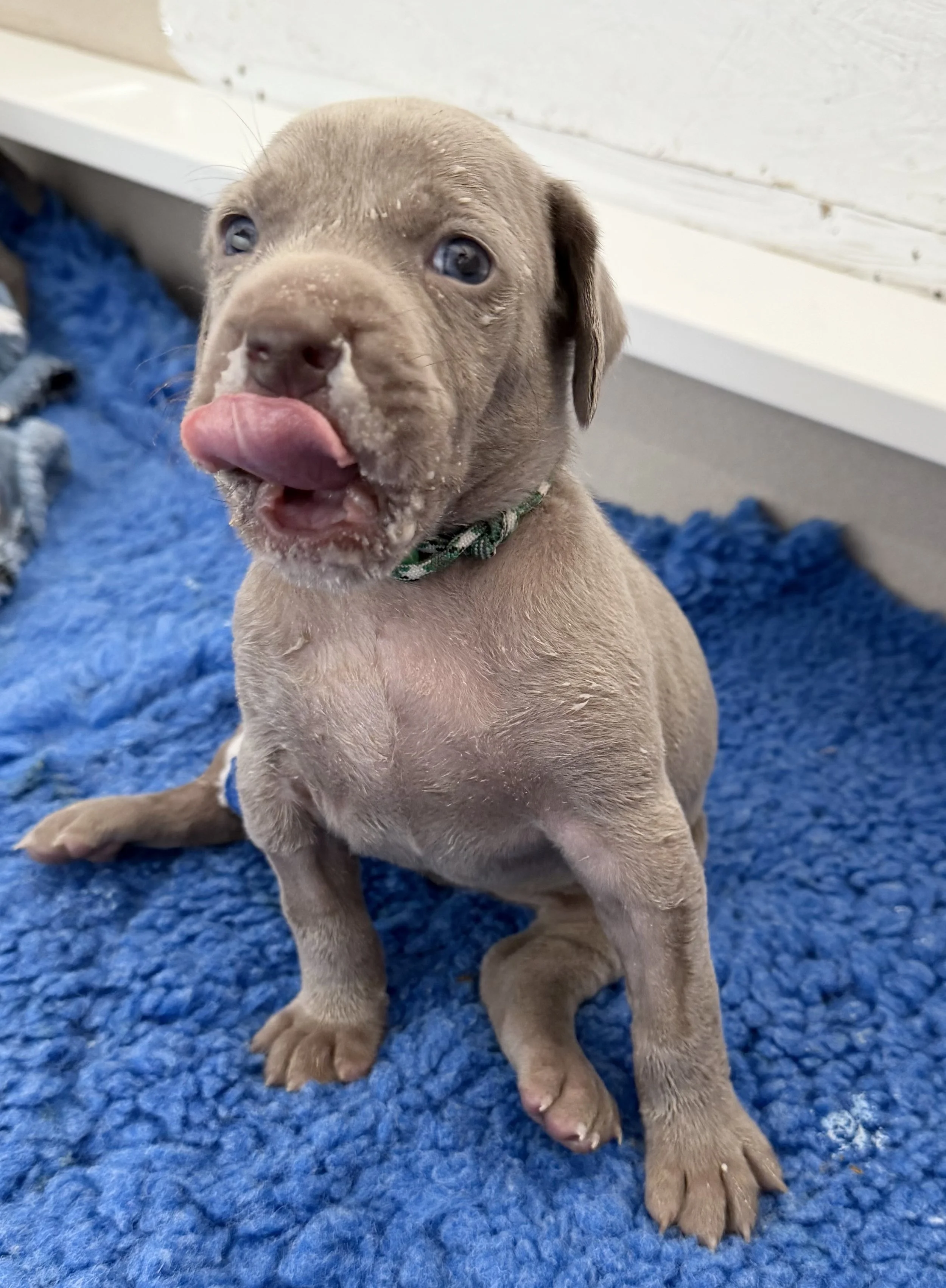 A Weimaraner puppy with grey fur, blue eyes, and a green collar sitting on a blue rug inside a room.  His face is splattered with Milk just after eating.