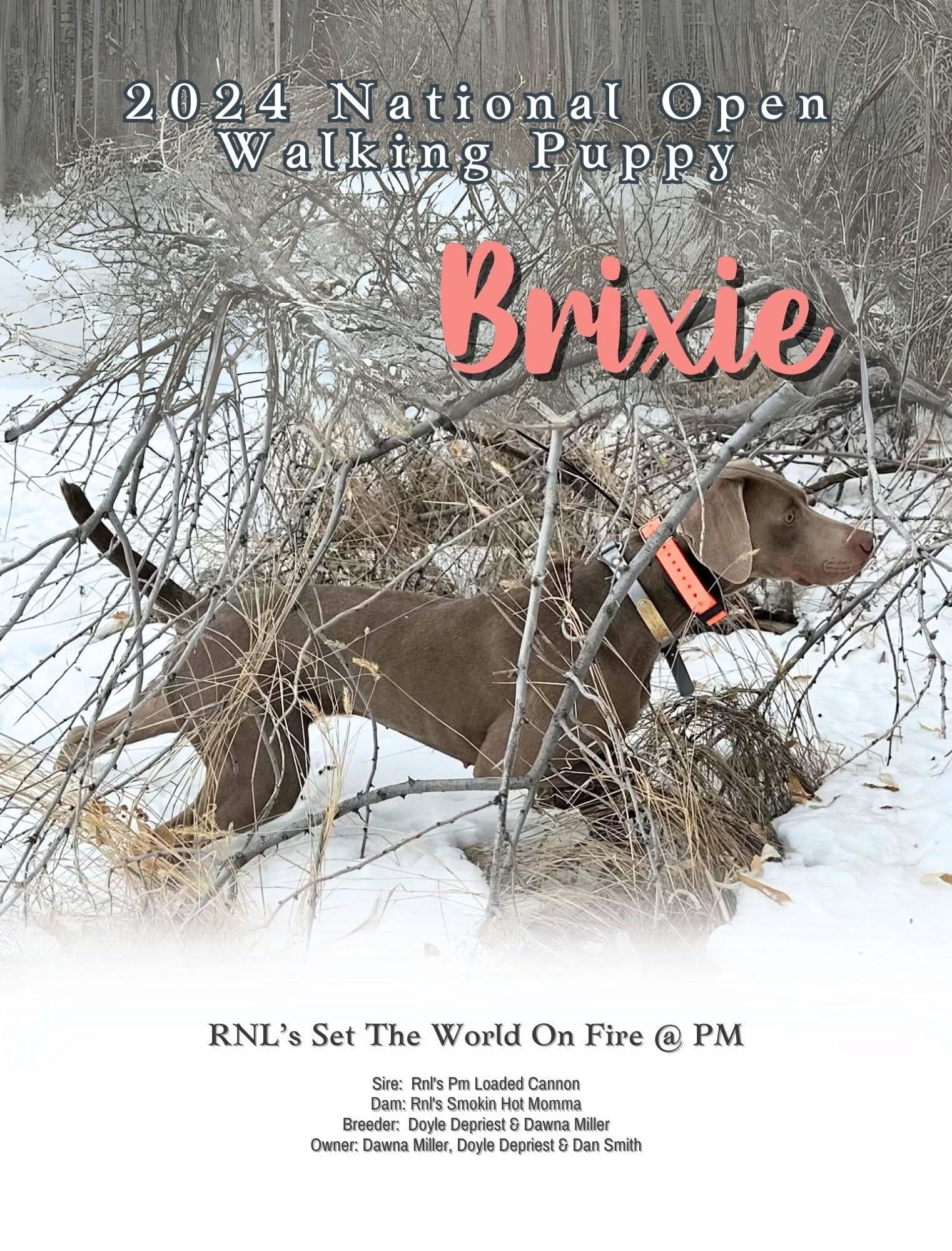 Brixie is a fierce upland hunter, no matter the weather conditions.  She has exceptional range, independence when hunting, and drive.  