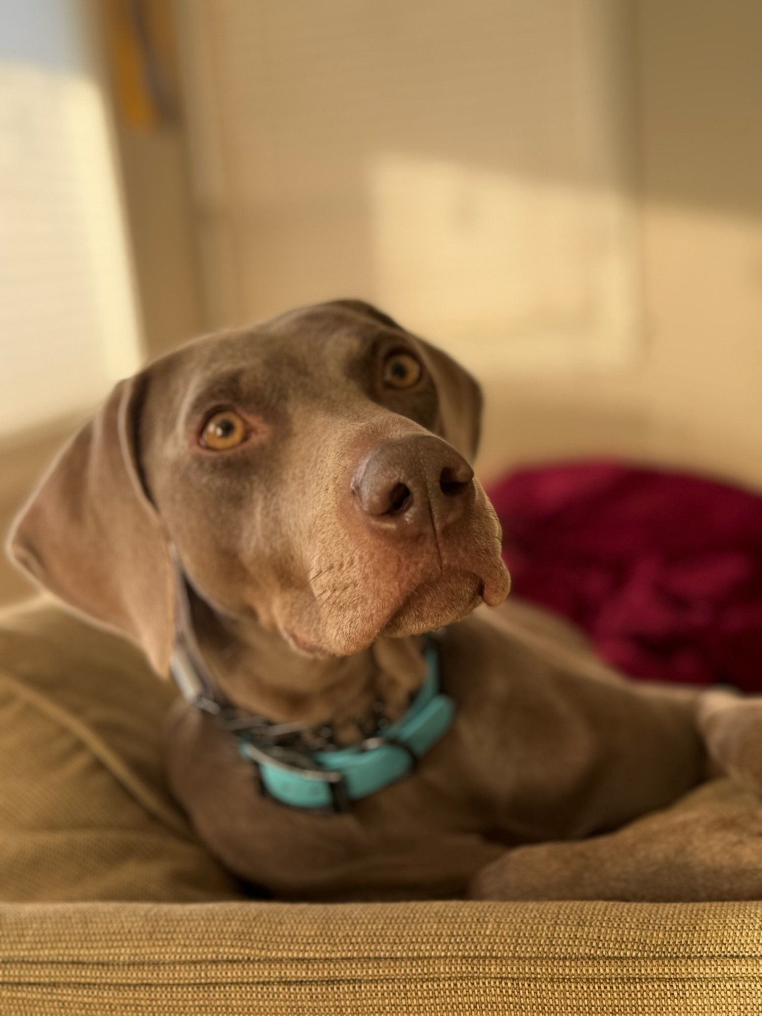 Looks at the love in those eyes.  That's Brixie for you.  She loves people and has a wonderful Weimaraner disposition.  
