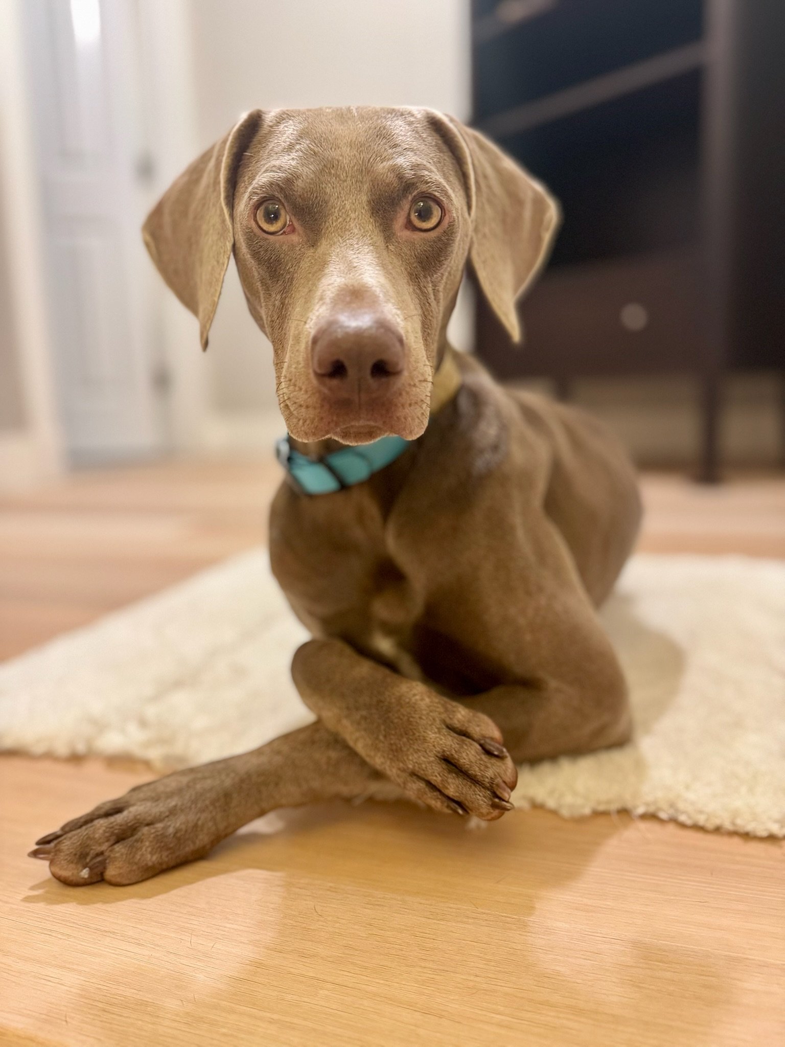 Brixie is sweet and can be quiet as a mouse - That's a PM Weimaraner dog for you!