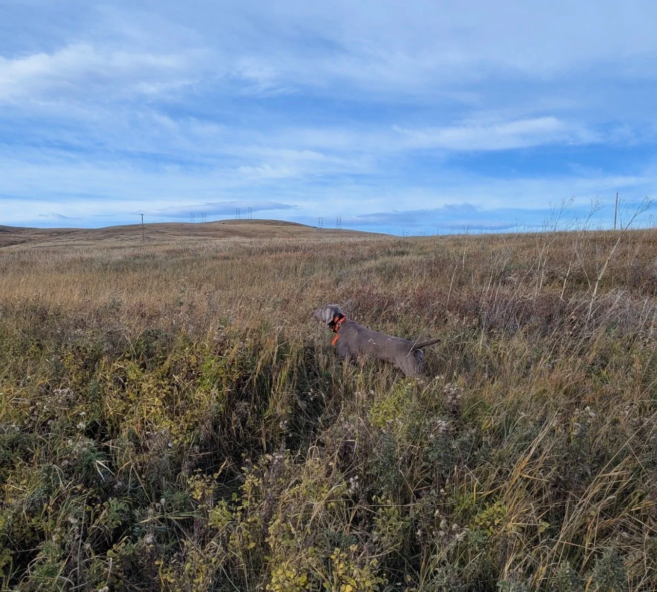 One of Capone's First Points at 10 Months Old