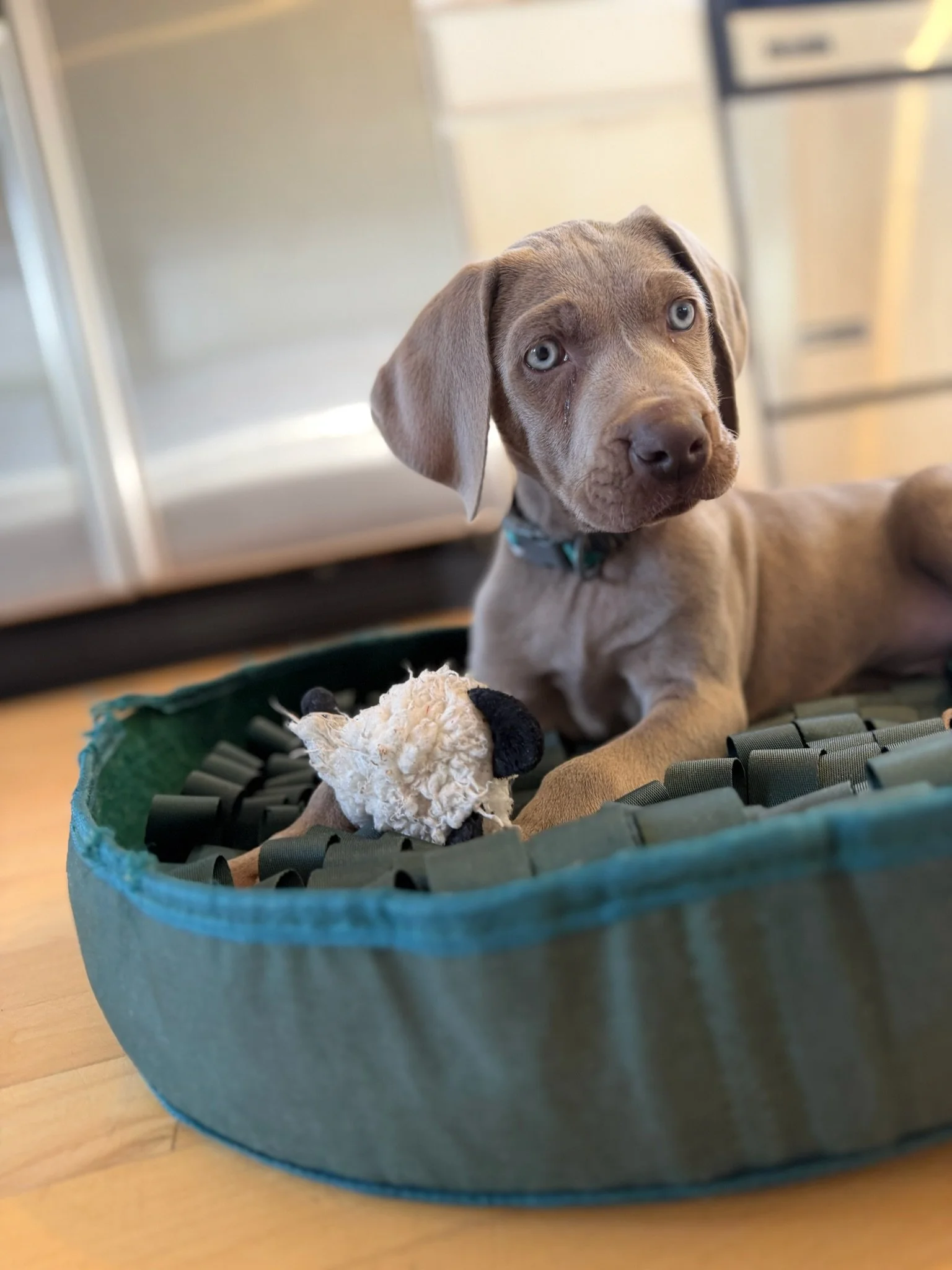 A gray puppy with blue eyes lying on a blanket or bed inside a blue circular pet bed, with a stuffed animal toy nearby, against a background of kitchen cabinets.