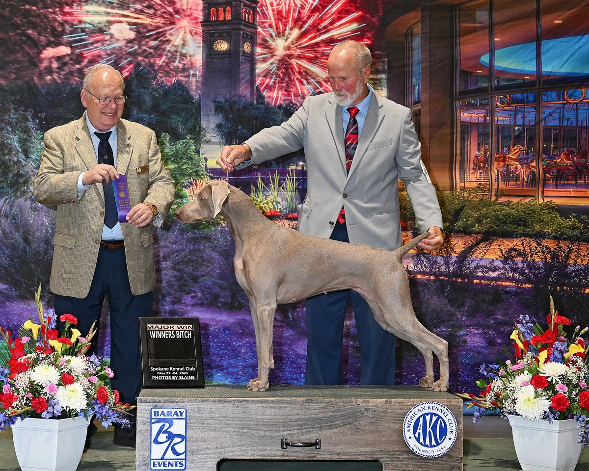 Two men in suits and a Weimaraner dog in a dog show, with colorful fireworks display in the background and flowers in front, a sign reading 'Major Win Winners Bitch' and a plaque from the American Kennel Club.