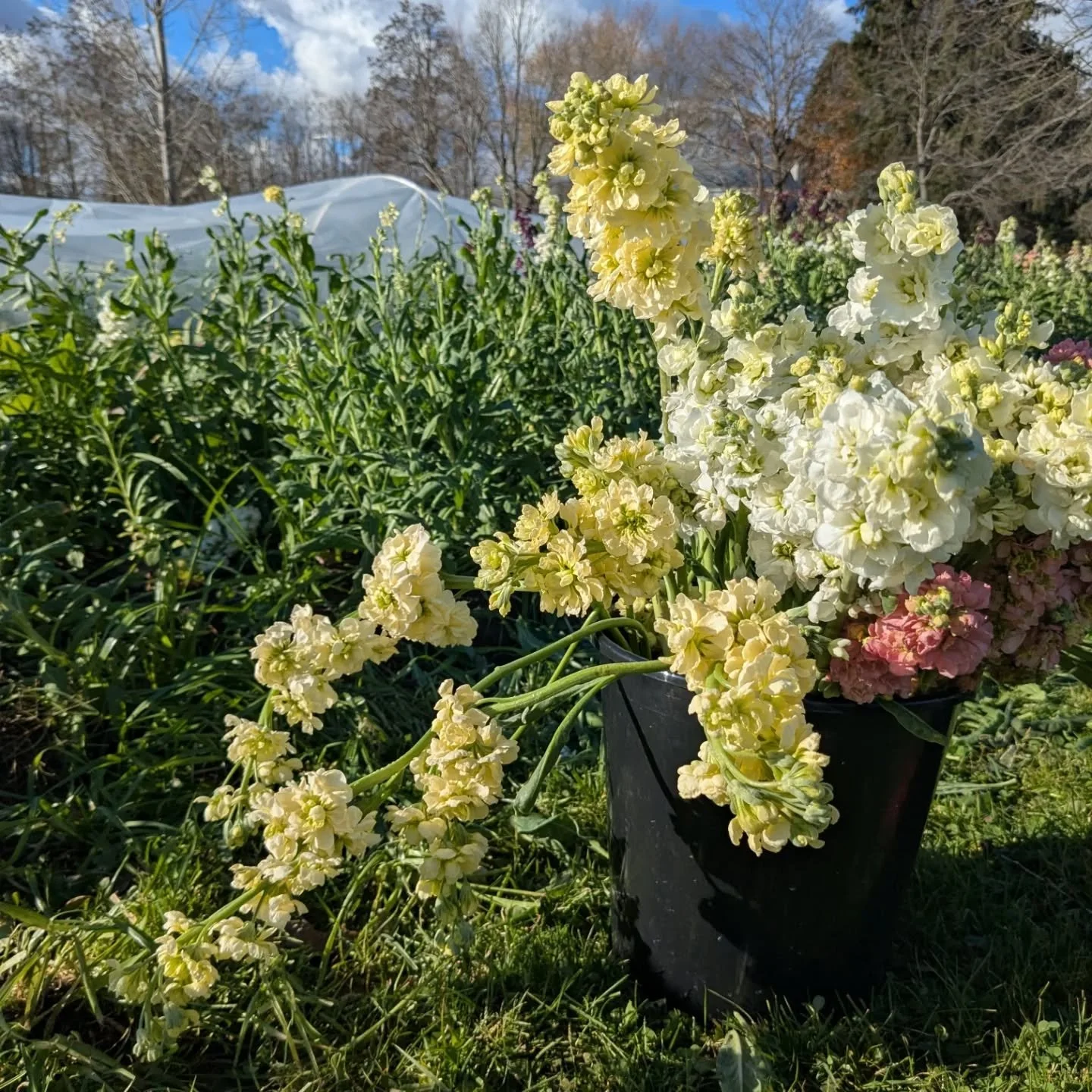 Deciding when to pull the plug on a flower project can be hard, especially if there are stems with buds on them. 

The first succession of my fall stock trial got super beat up by wind. The low tunnel protecting them from insects, rain and snow wasn'