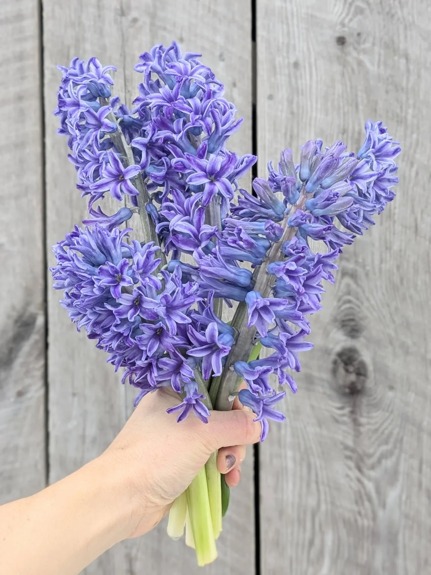 A burst of hyacinth purple 🪻 🪻 

These will be available tomorrow @jasmineraefloraldesign to celebrate #nationalflowerday, the beginning of spring and since they are purple the return of @bts.bighitofficial

The scent of these is intoxicating. Howe
