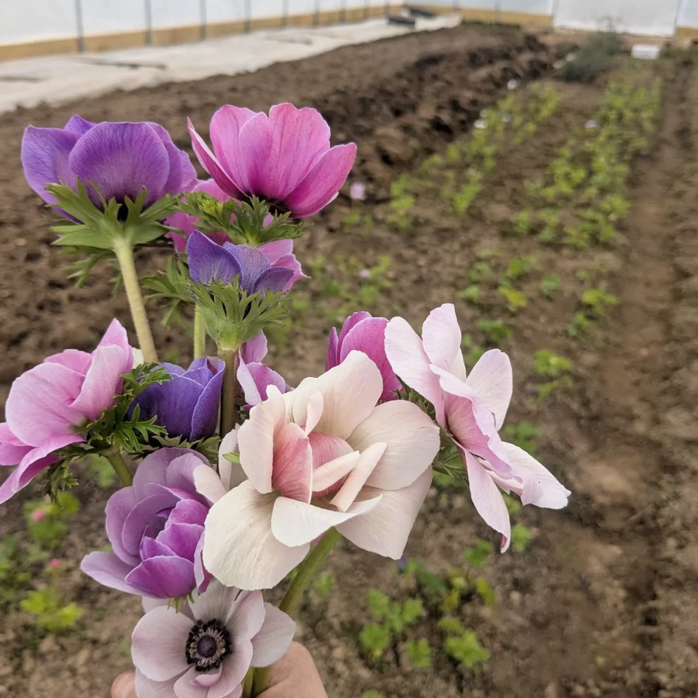 Week 18 around the farm

Inside the tunnel the first anemone are blooming. It's a new to me crop for the season.  The next bed over is getting ready for tweedia and Dusty Miller. 

Outside spring flowers are bursting, including bluebells. Maybe I'll 