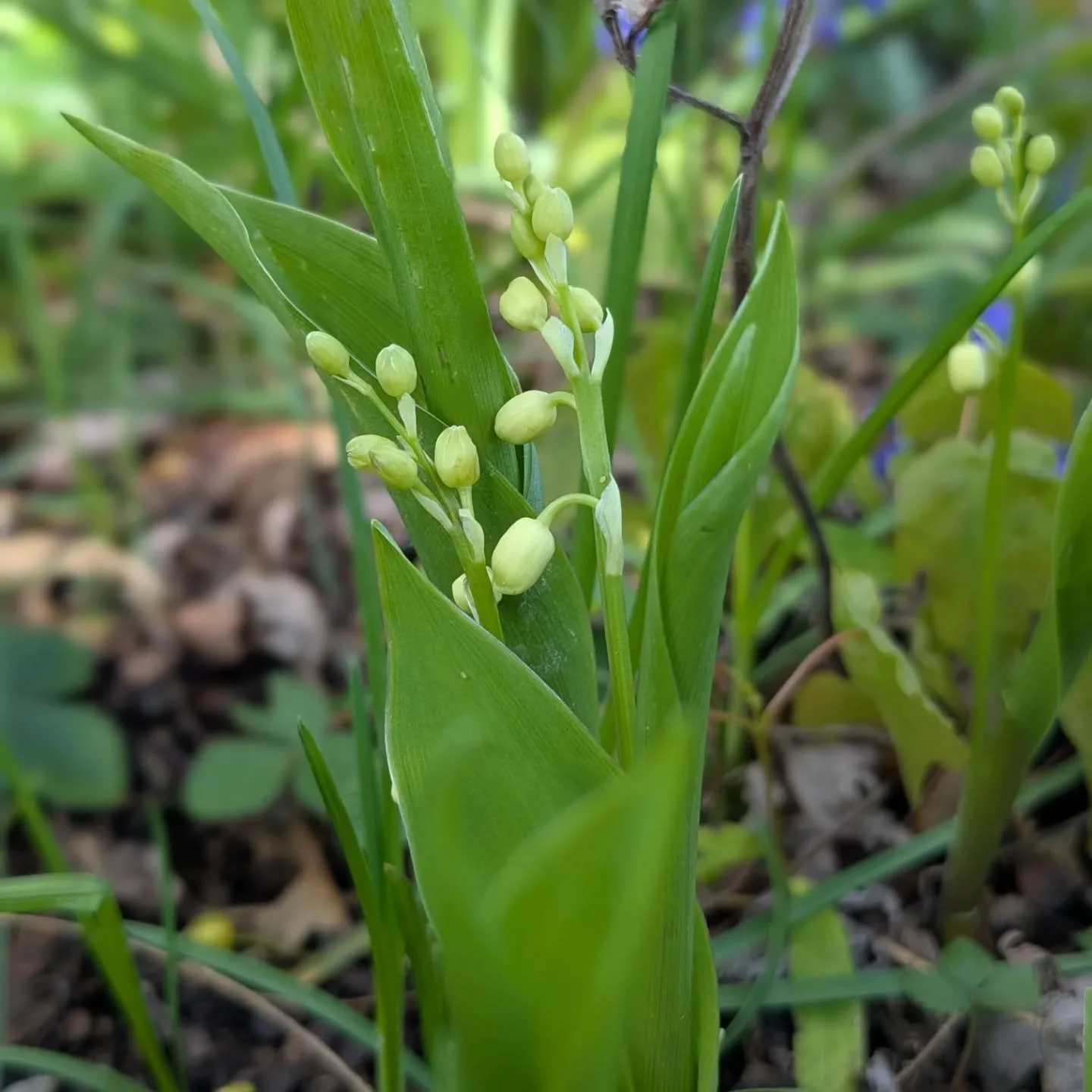 Week 19 around the farm: Lily of the valley watch has started. If you need these for an event I expect they will be available for events around May 20th through @cnyflowers

Sleuthing by @leycreekfarm put a name to the flower in slide 2: Ornithigalum