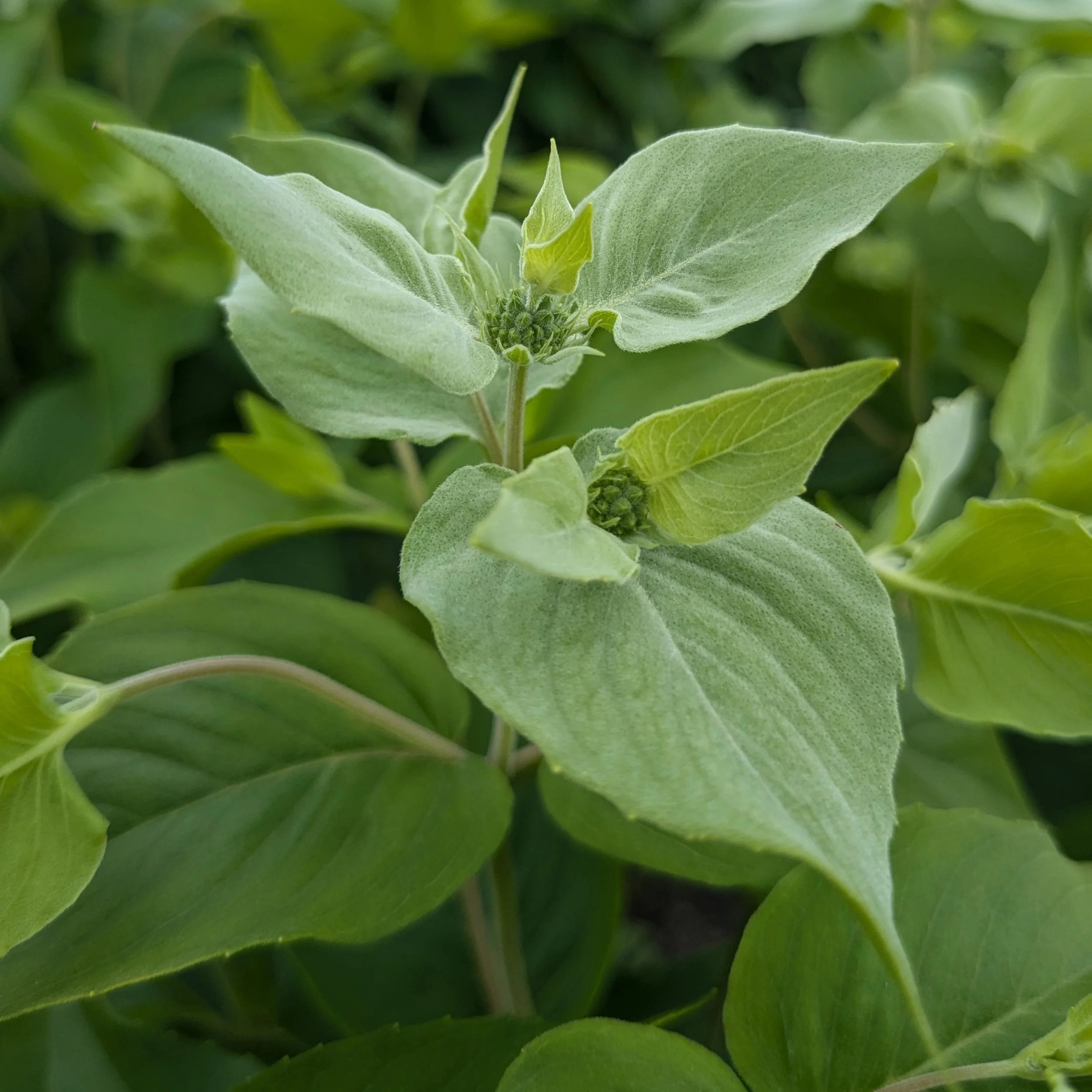 Mountain mint fernwood flower farm