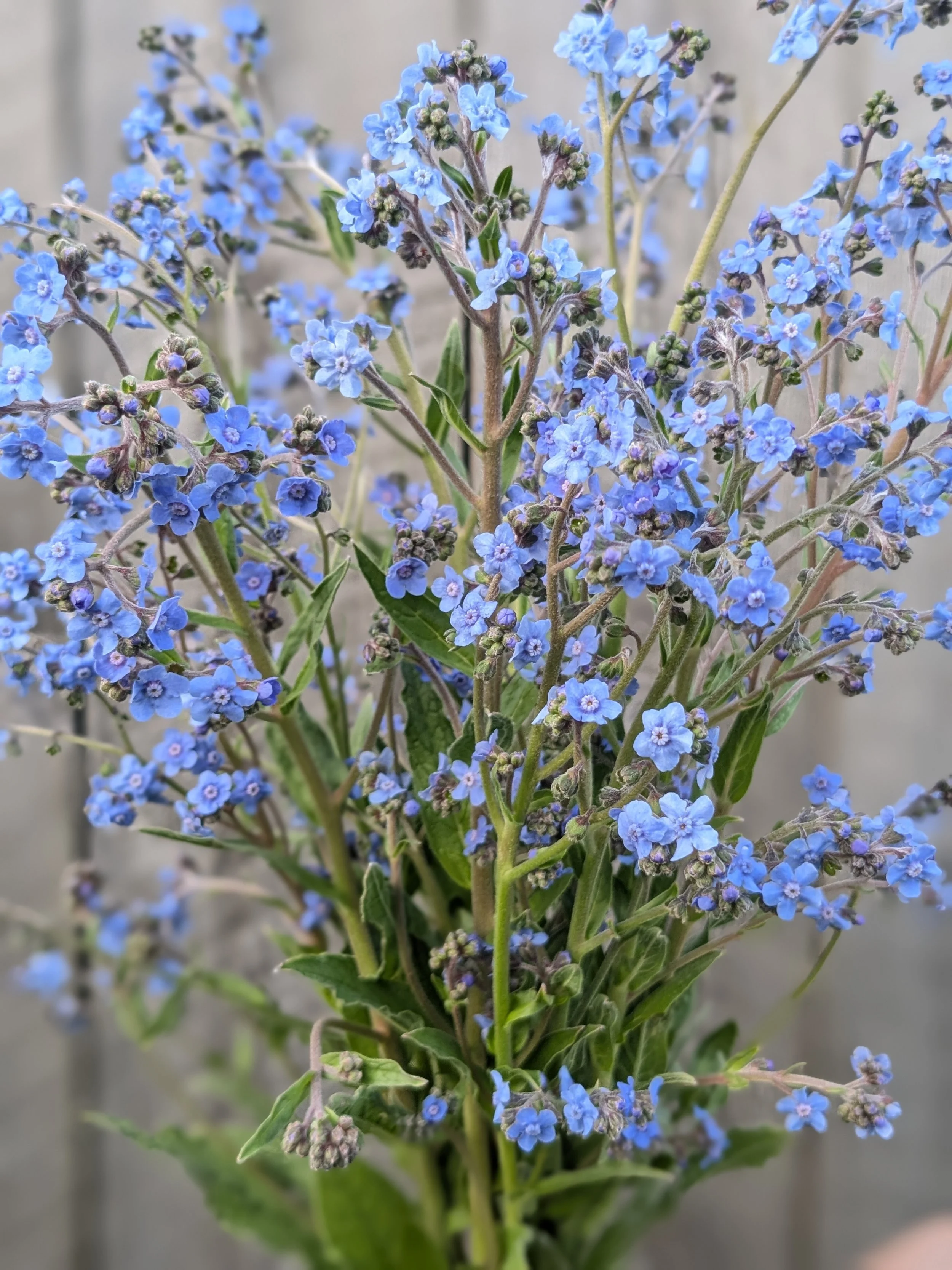 Forget me not fernwood flower farm