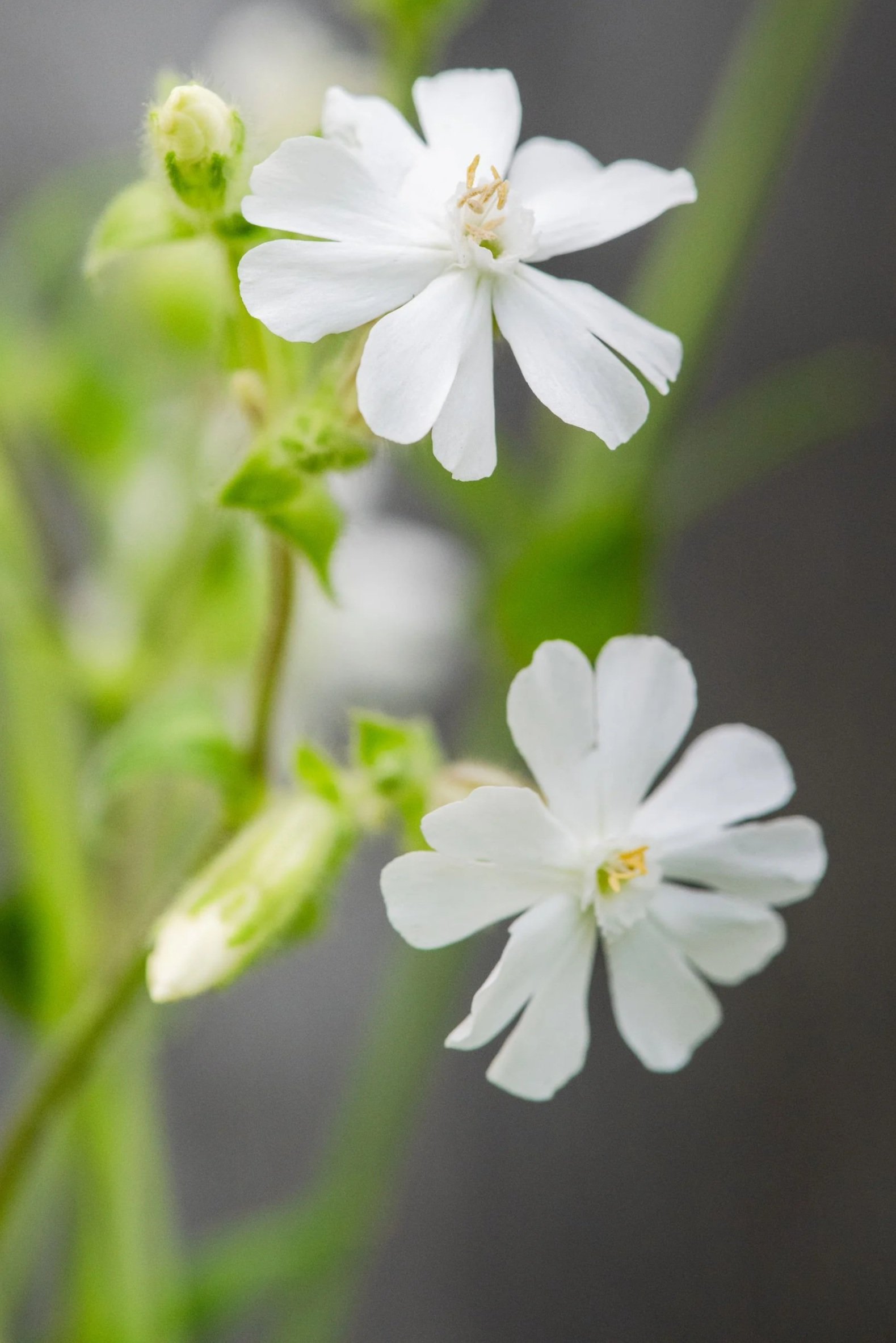 Silene fernwood flower farm