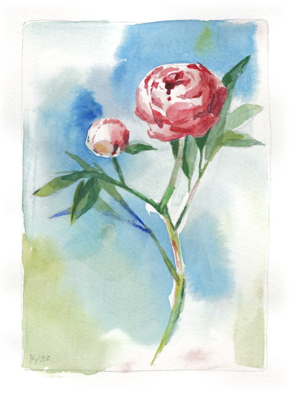 Illustration - watercolor