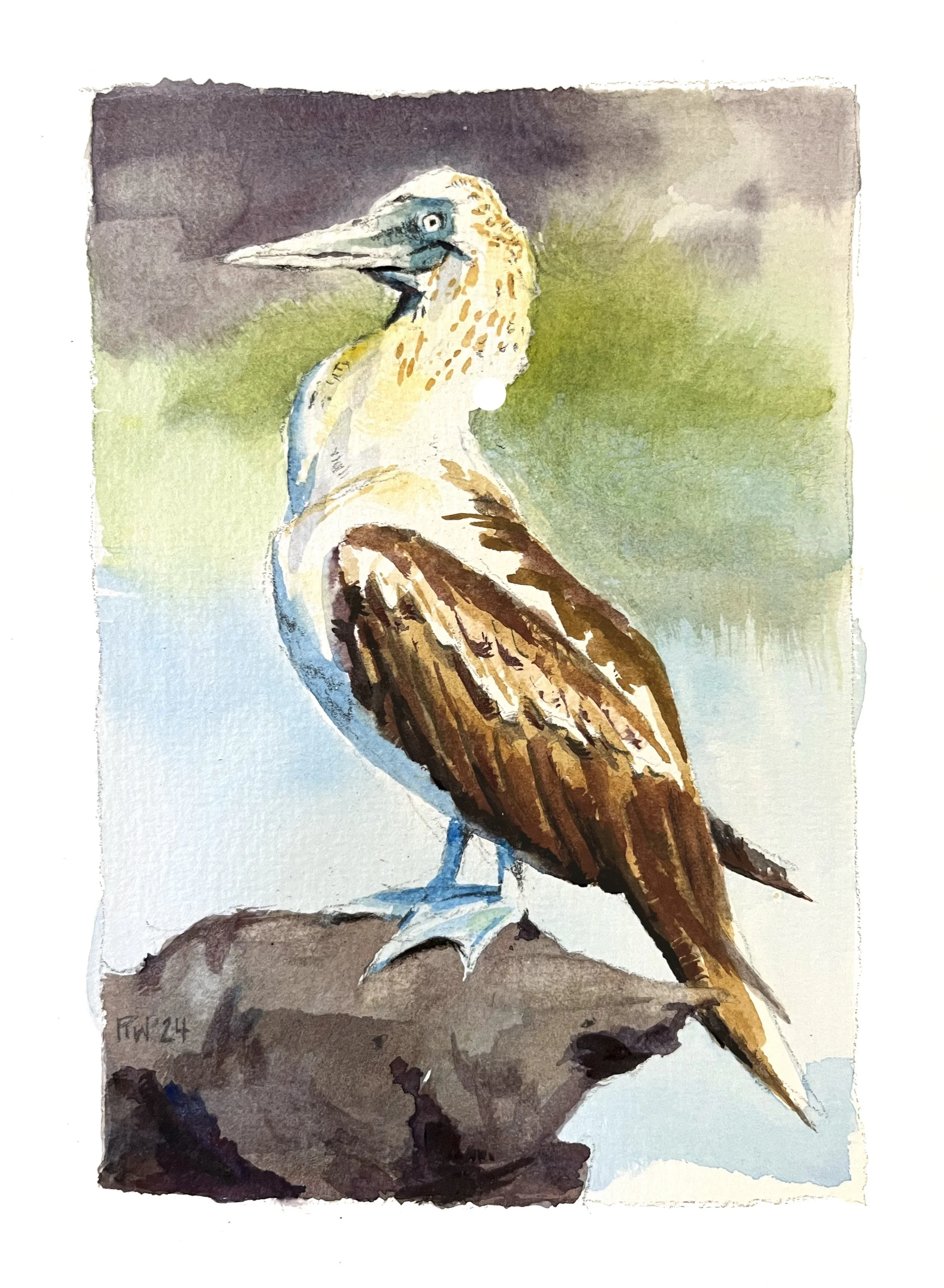 Photo study - watercolor