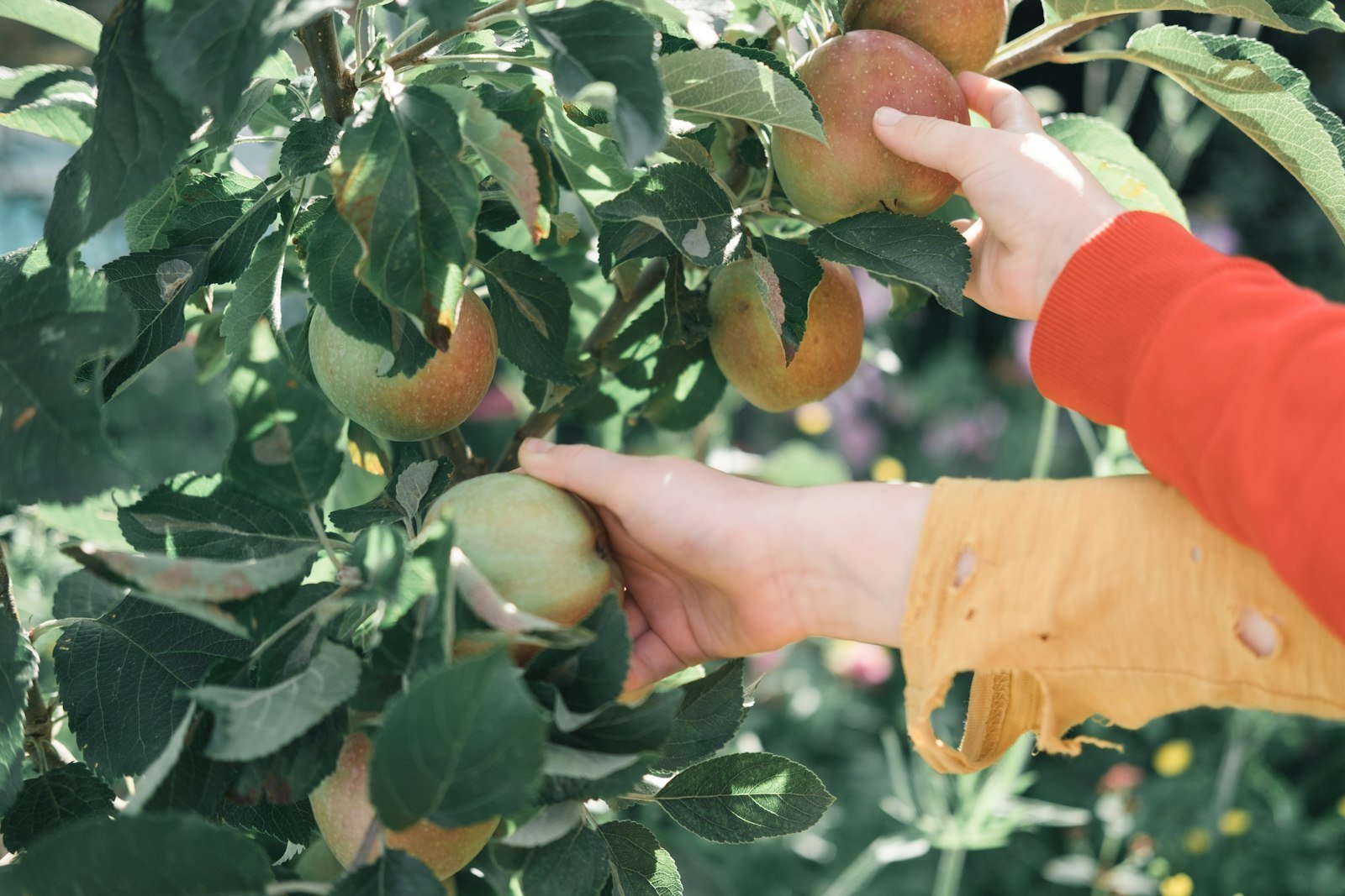 H-2A Agricultural Workers in PA: A Farm Employer's Guide
