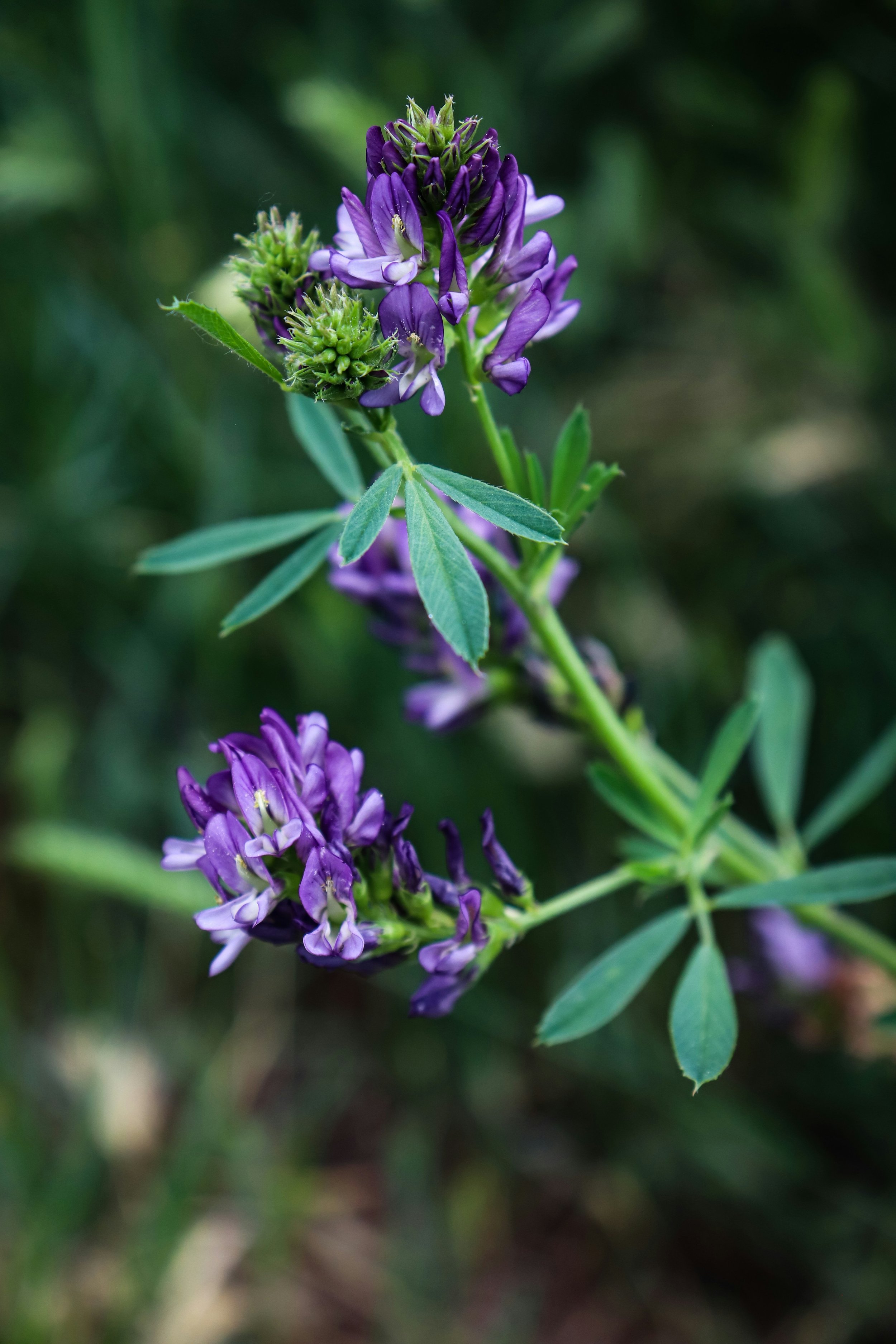 Phytoestrogens