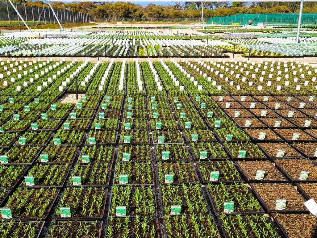 Thousands of seedlings.jpg