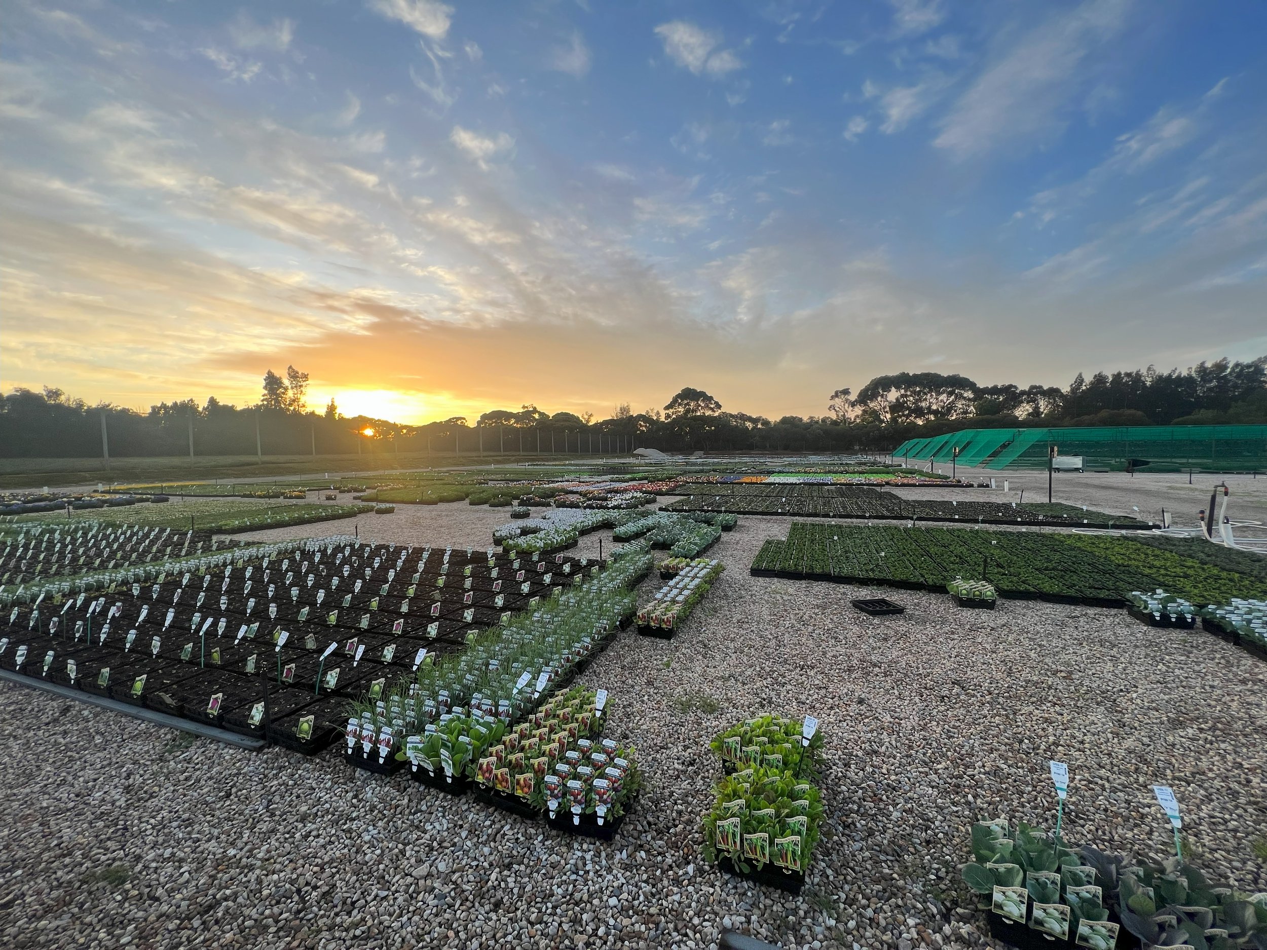 The large outdoor nursery area.jpg