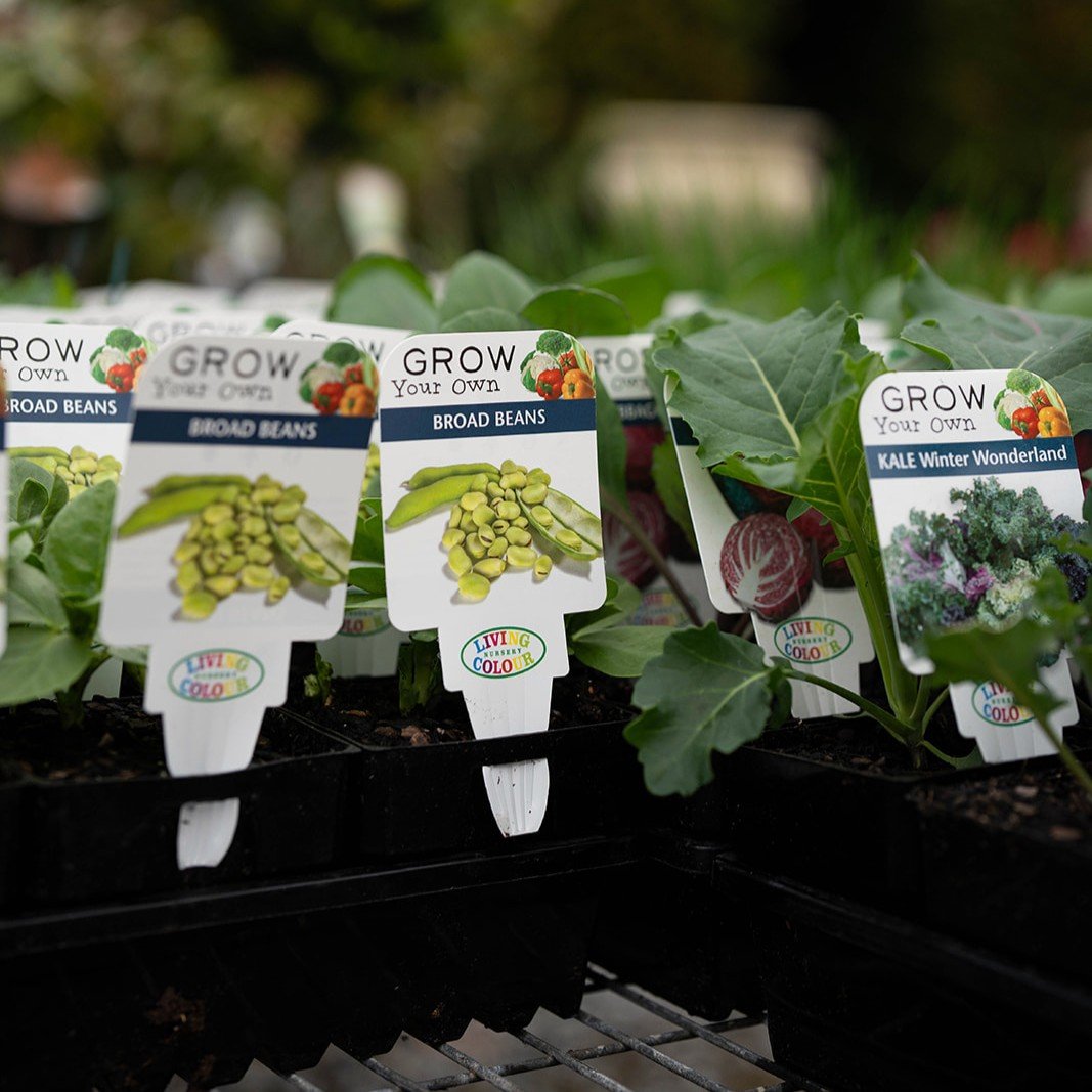 Broad beans in a punnet.jpg