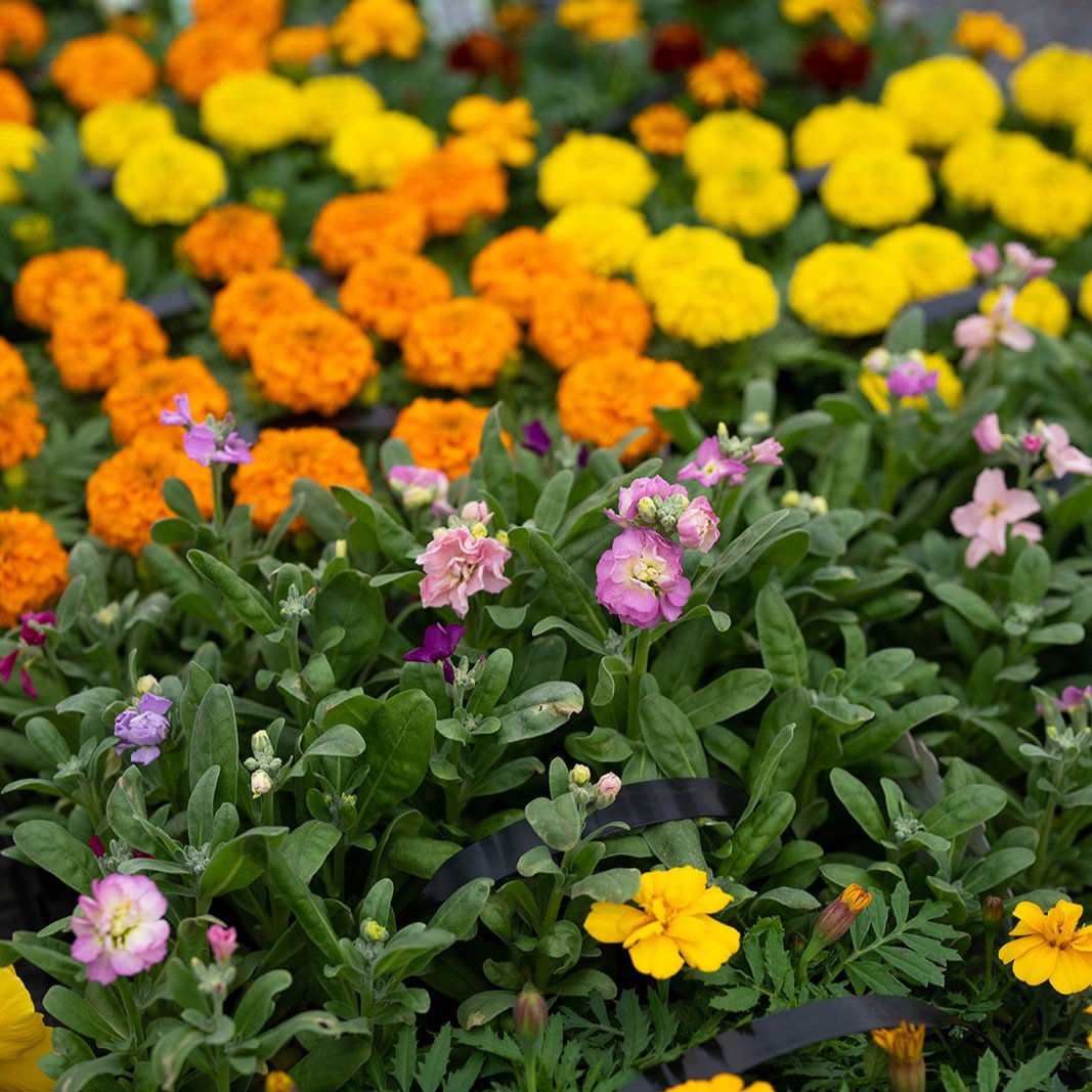 A huge array of brightly coloured annual flower seedlings.jpg