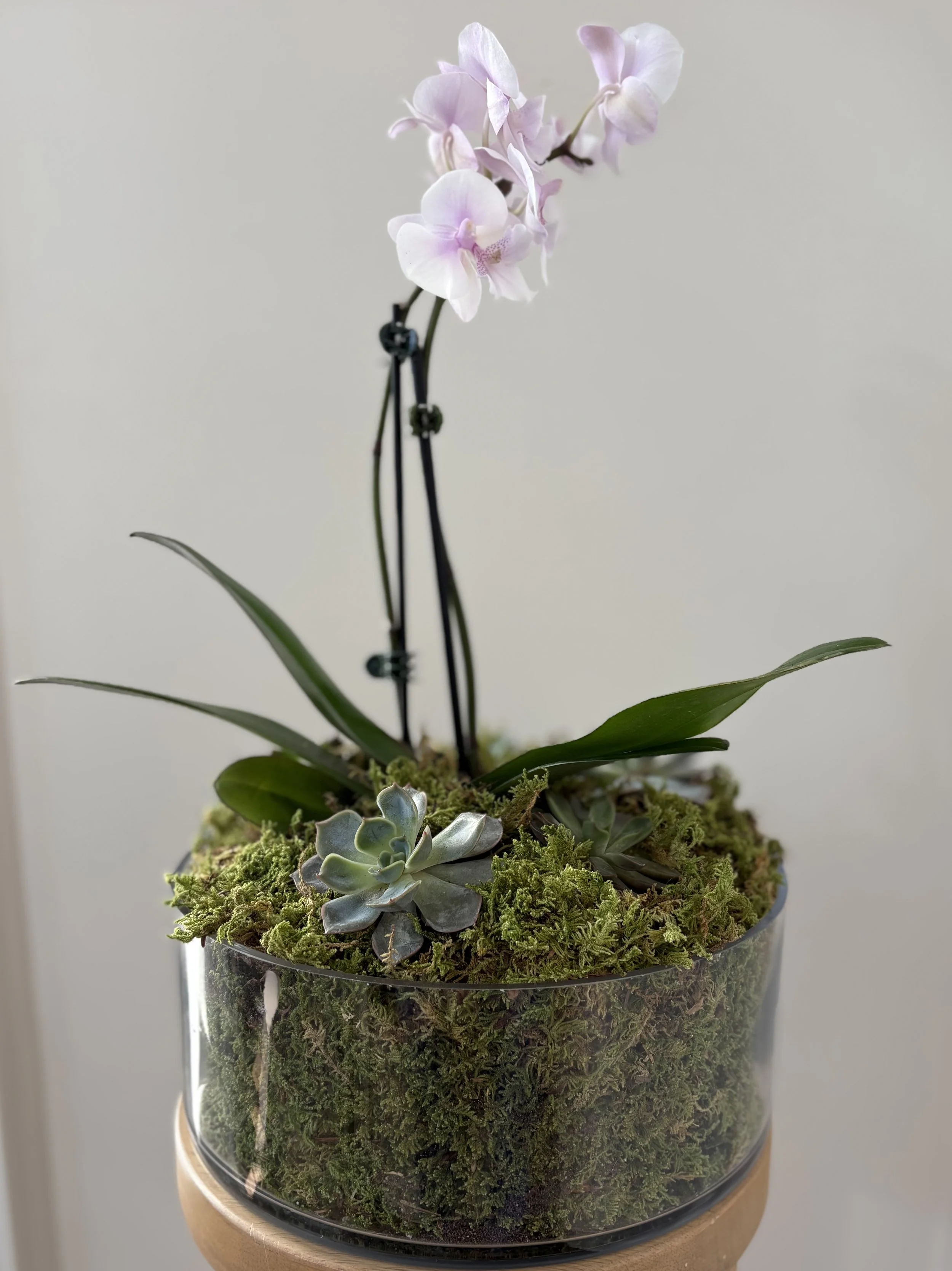 Orchid and Succulent Arrangement Workshop!